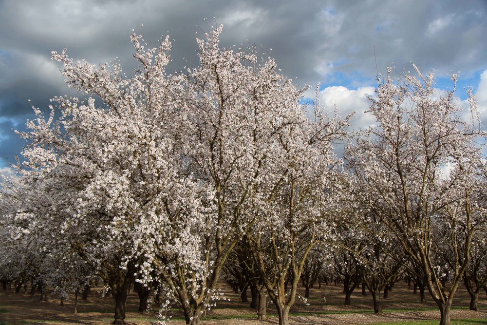 Orchards-2.jpg