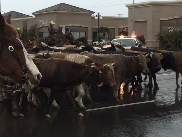 59th Annual Chowchilla Western Stampede cattle drive. Picture by Steve Newvine