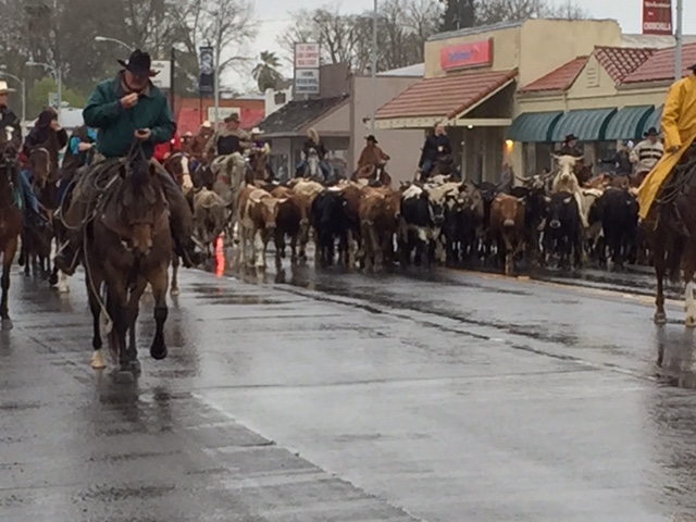 The Stampede cattle drive brings out the area’s most dedicated cattle people. Picture by Steve Newvine