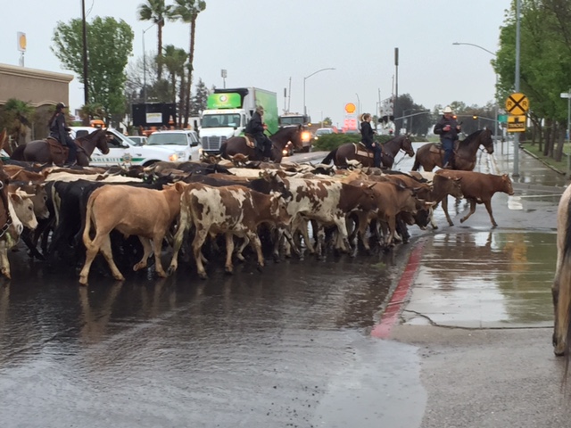 Steer from this year’s cattle drive make the turn to head back from where they started at the Chowchilla Fairgrounds. Photo by Steve Newvine