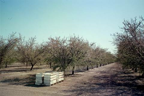 Bee boxes are a common springtime site around Central Valley orchards. Photo by Steve Newvine