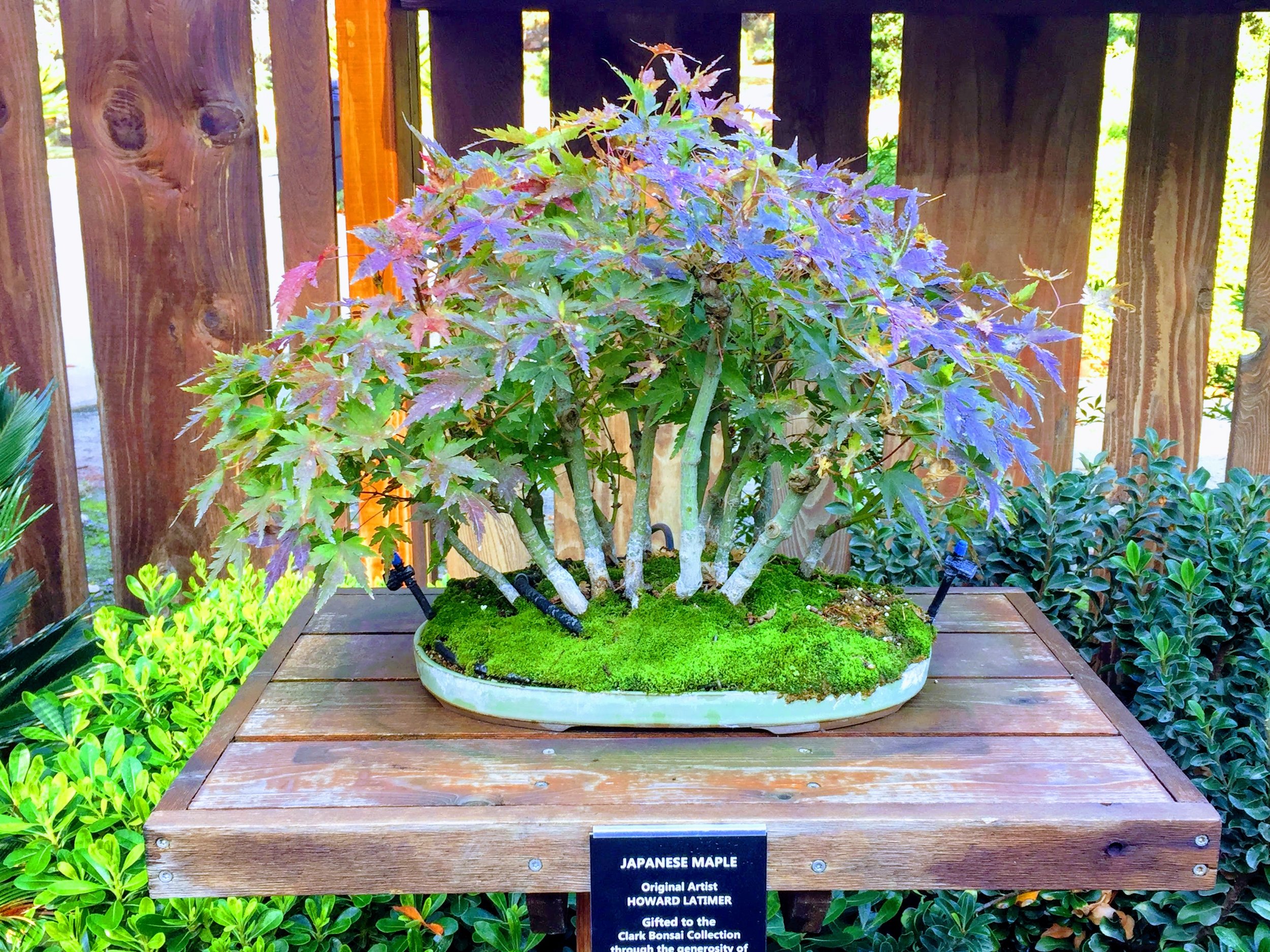 Shinzen Japanese Garden — Merced County Events Shinzen Japanese Garden — Merced County Events