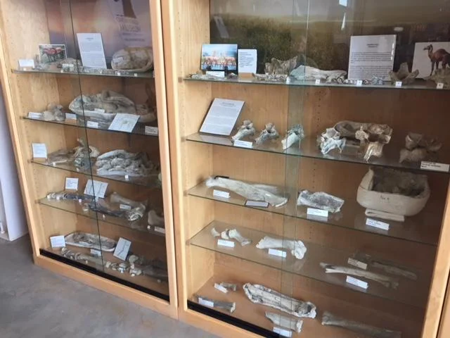 Many of the fossils discovered in the Fairmead landfill site are stored behind these locked cases. Photo: Steve Newvine