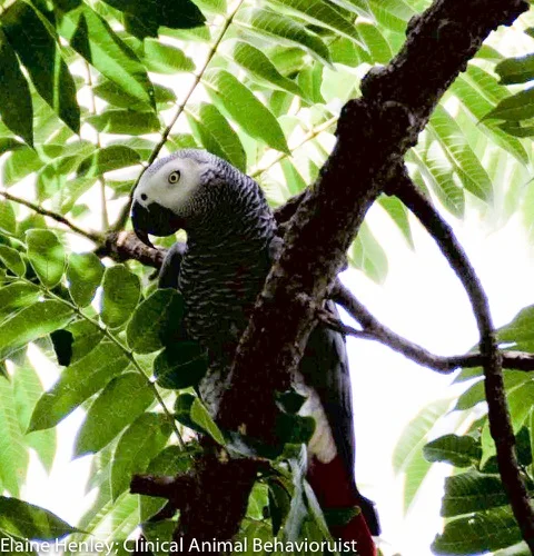 Recovering pictures of endangered Parrots