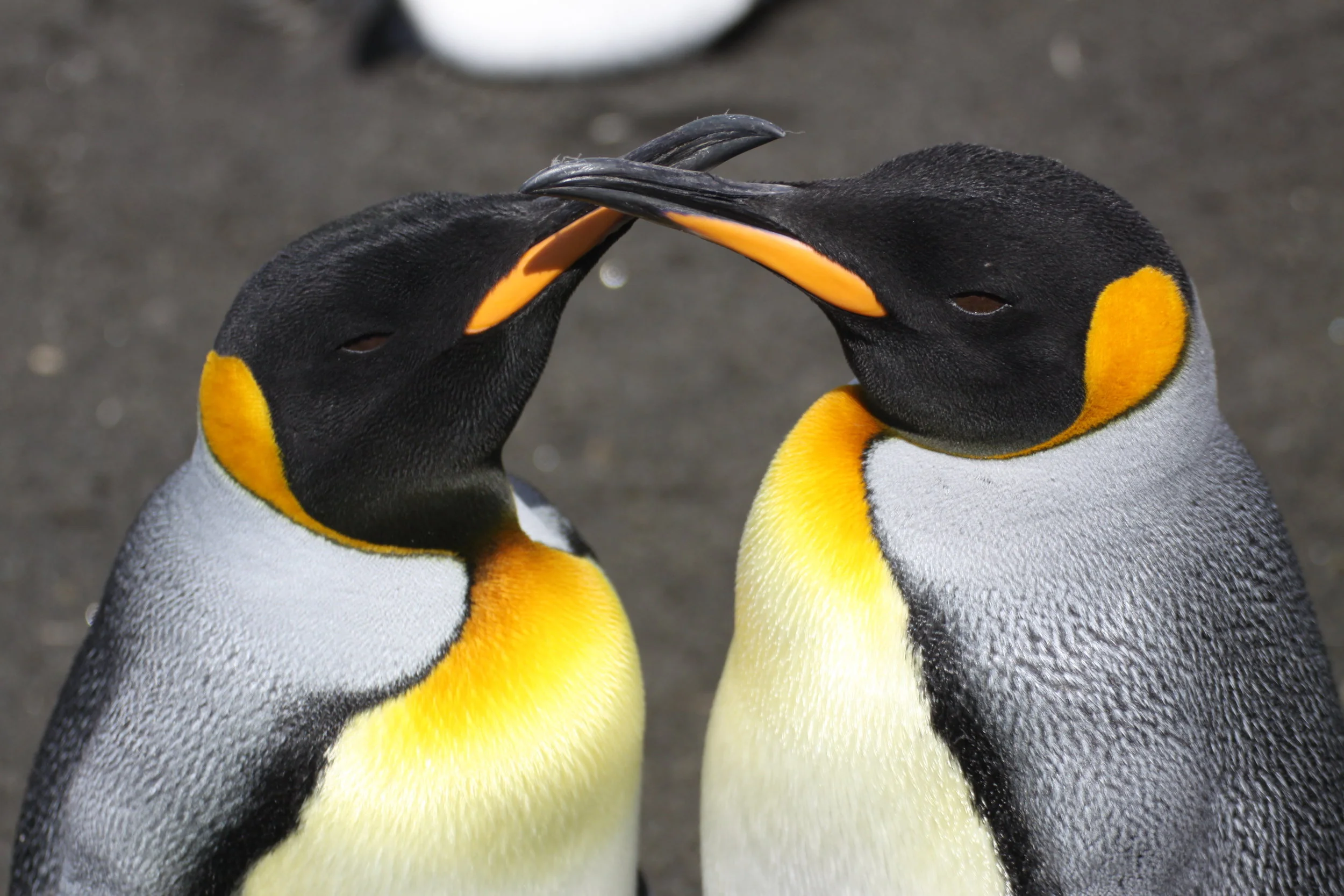 Recovered pictures from Antarctica