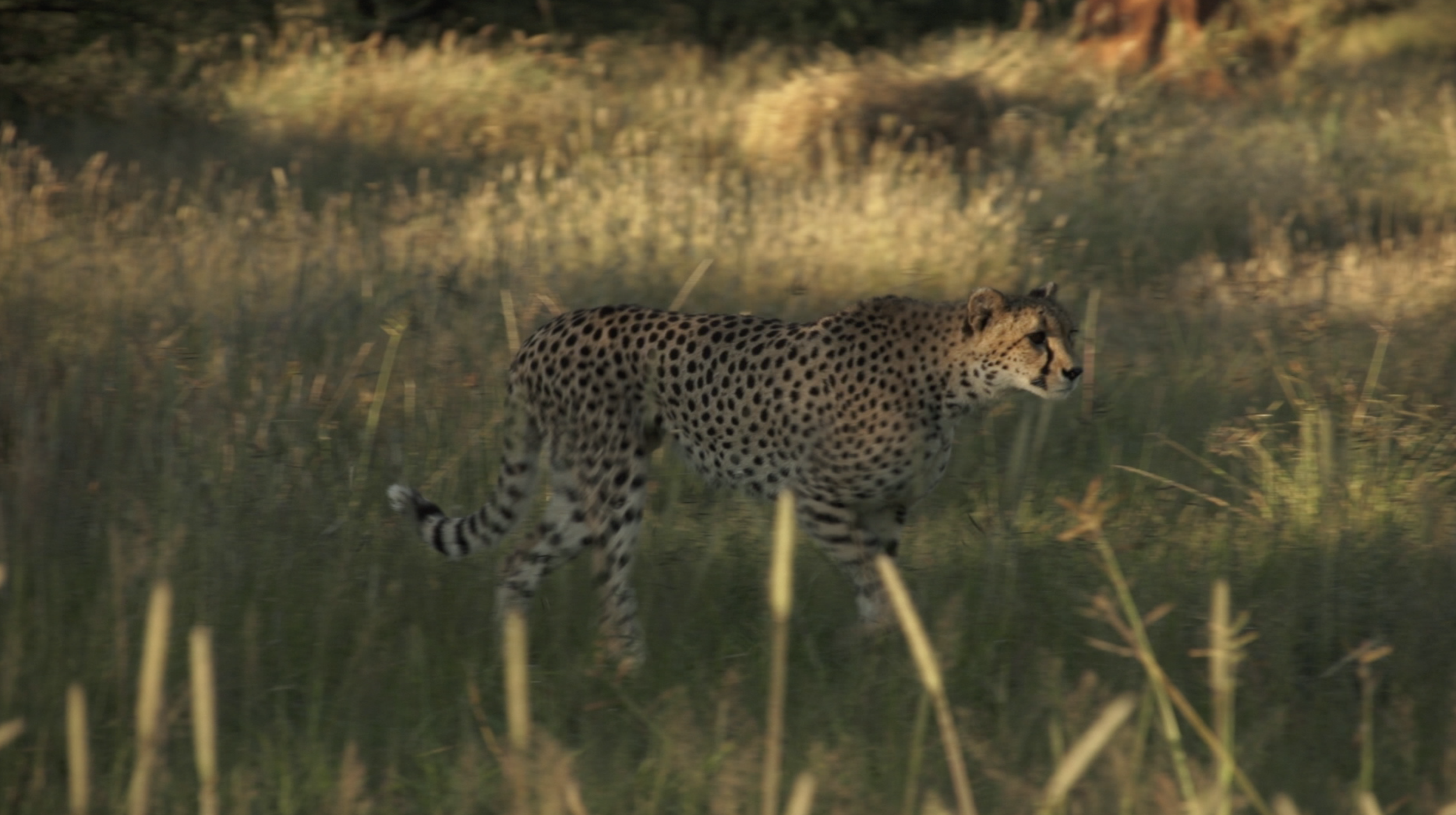 Namibia Cheetah.png