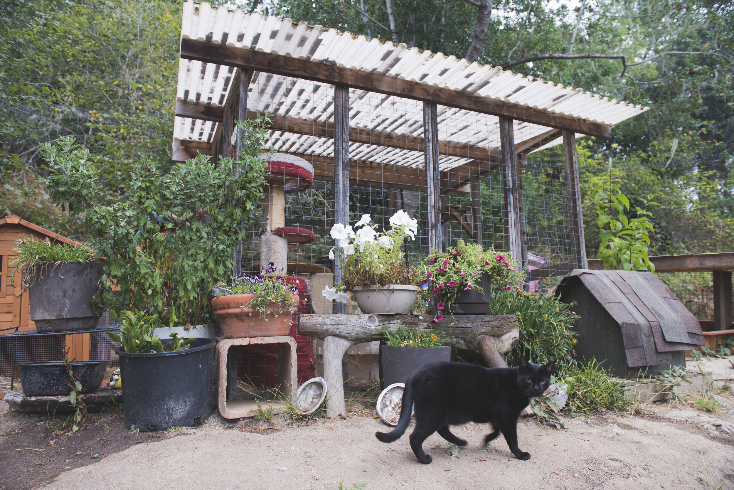 Enclosure with Zoey 