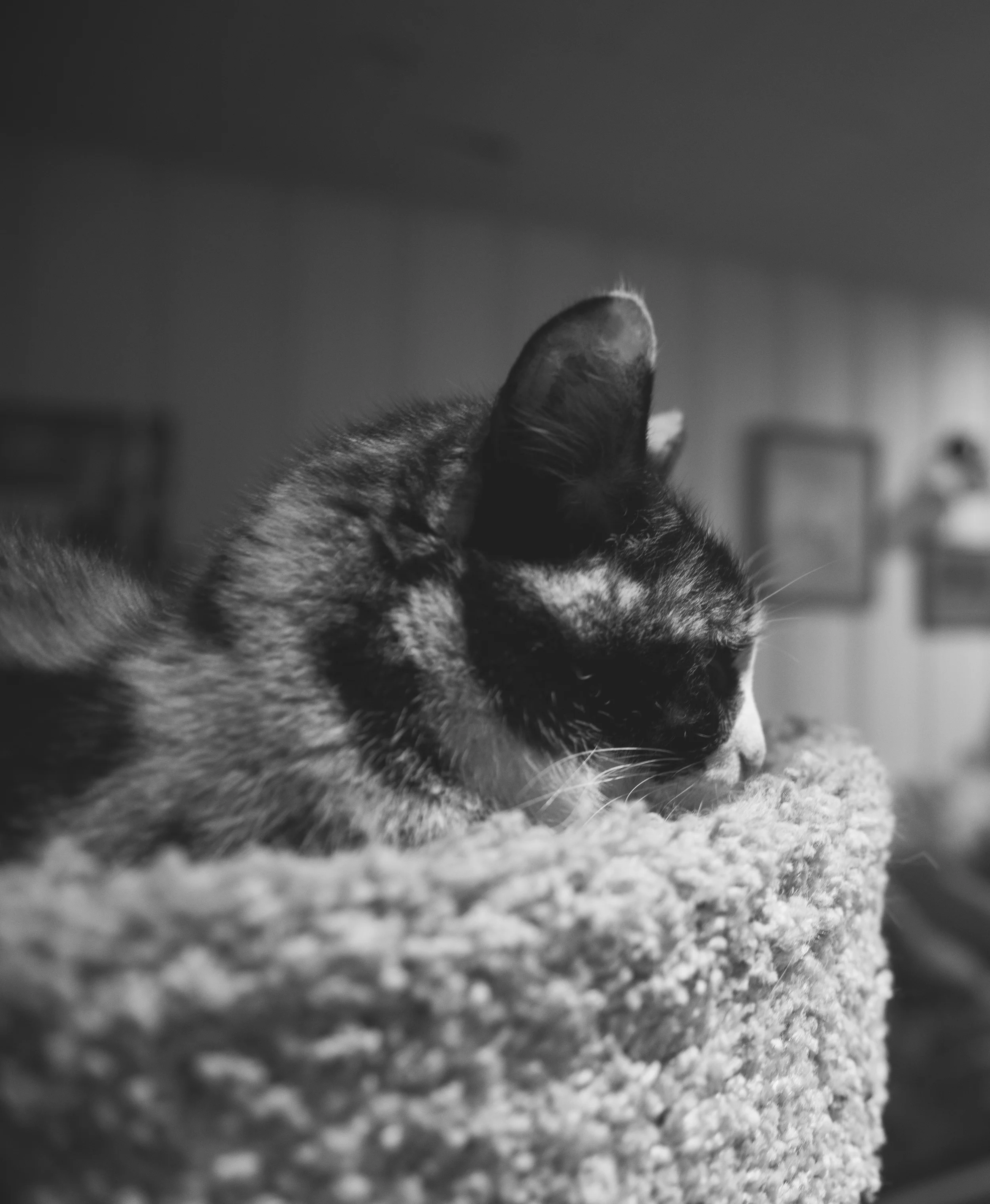 Carlita