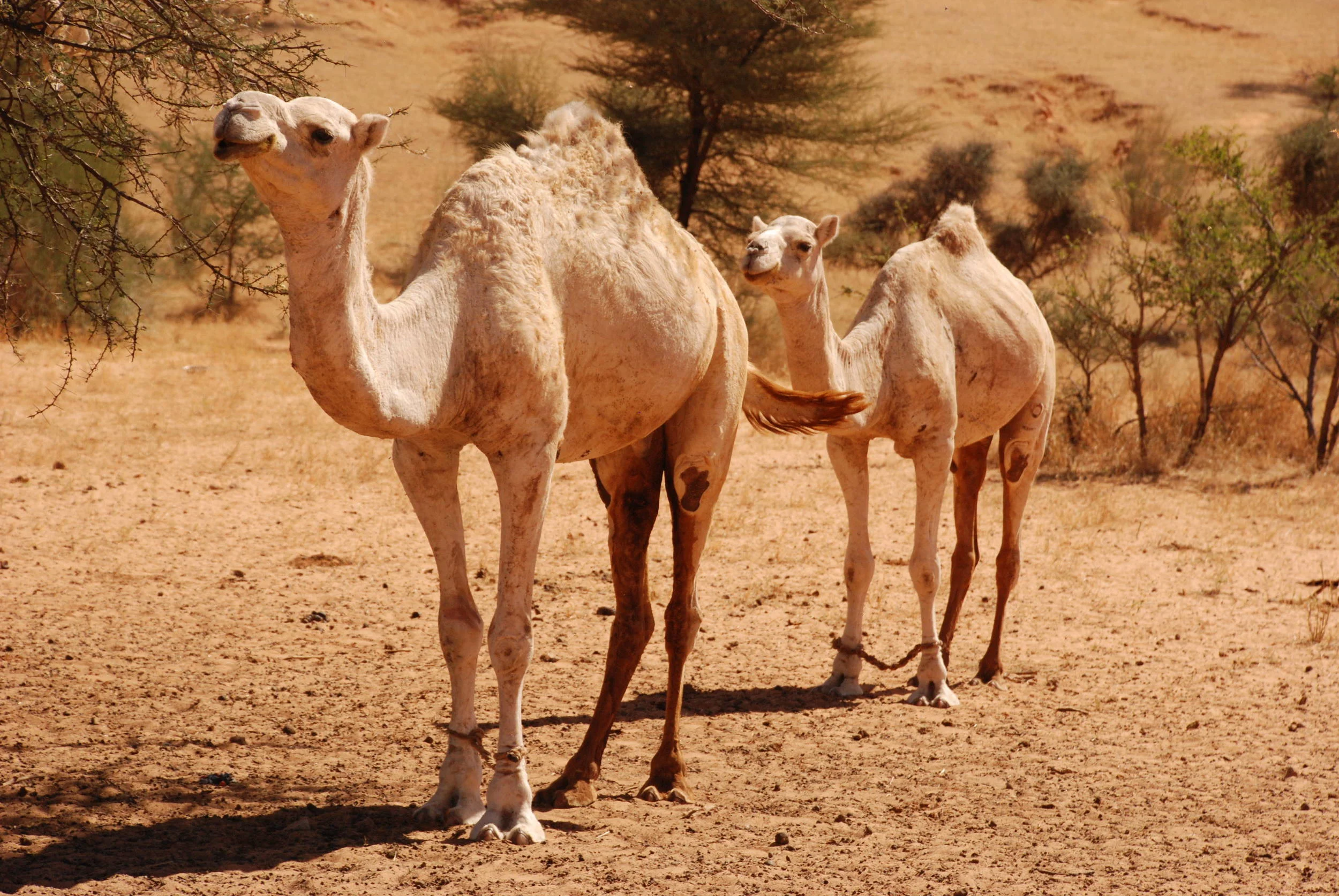 Tying our camels