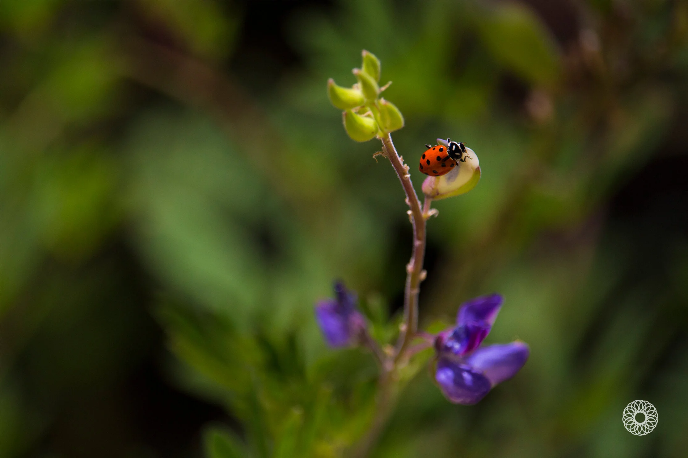 Ladybug.jpg