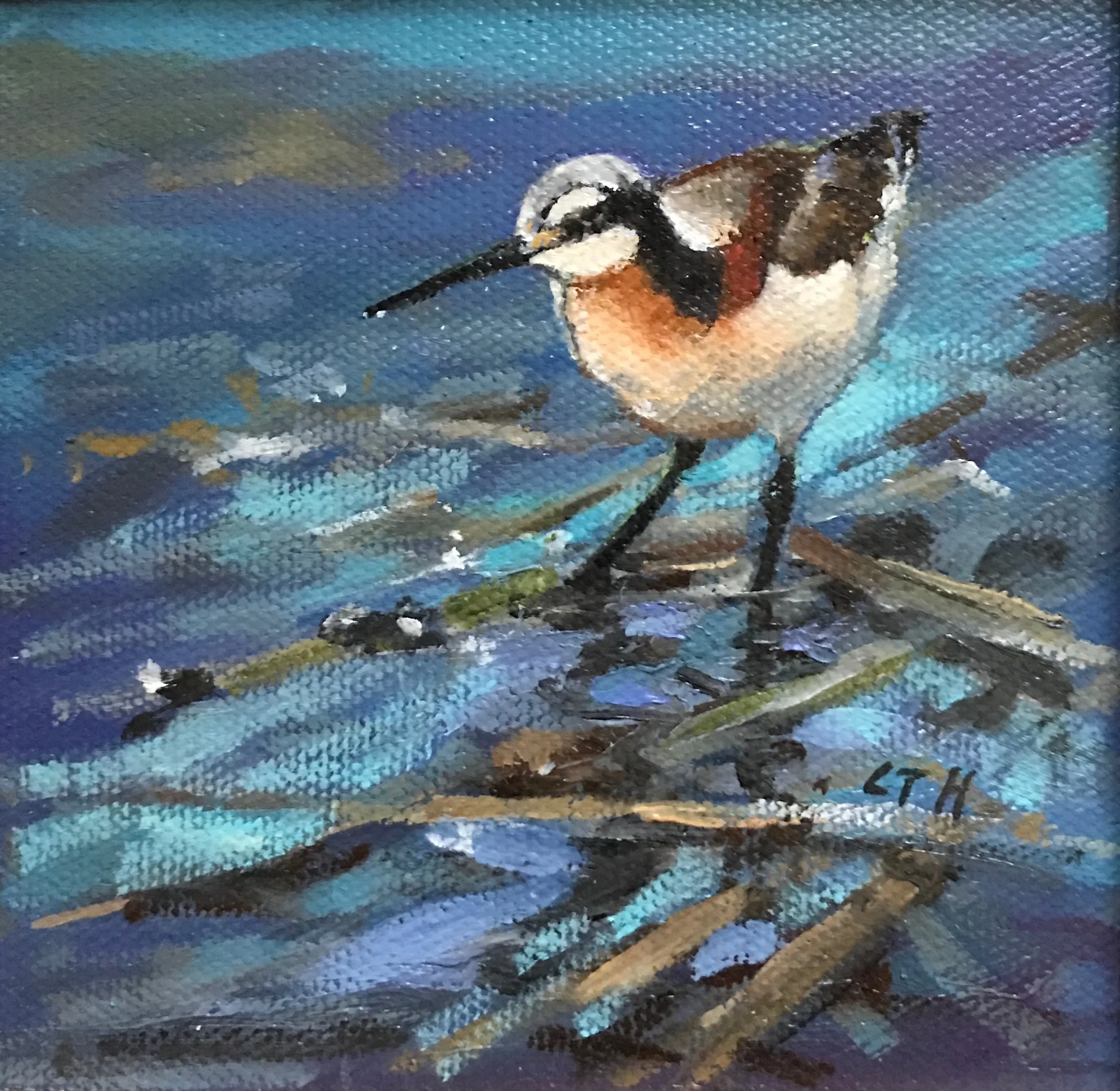 CJH Wilson-s Phalarope OoC 4x4 200.jpg