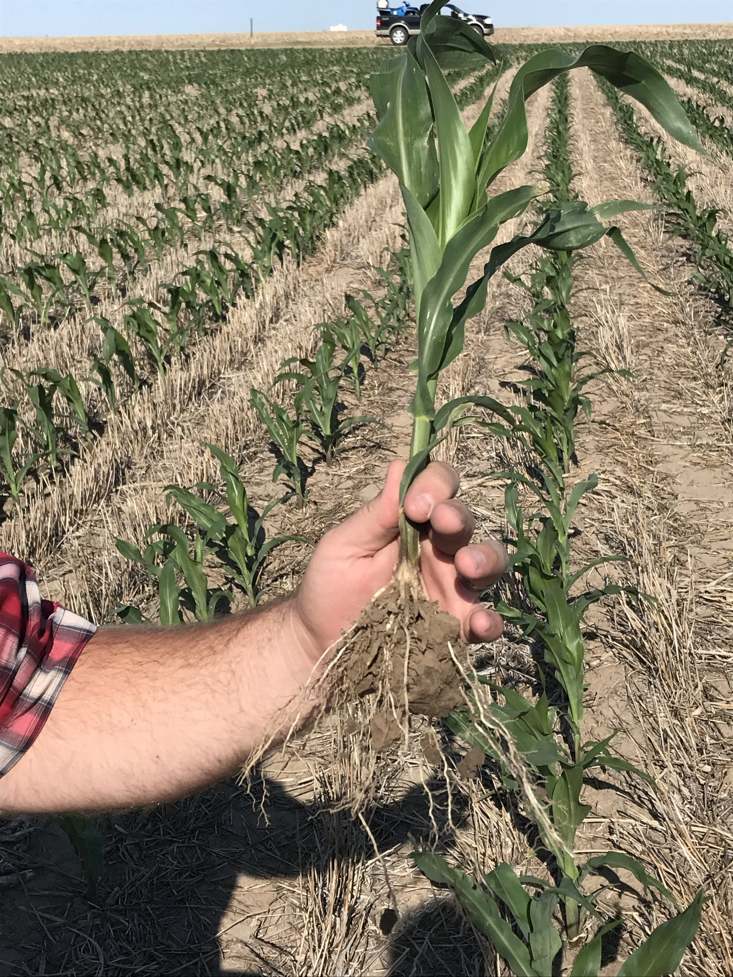 Growning Corn Roots 2.JPG