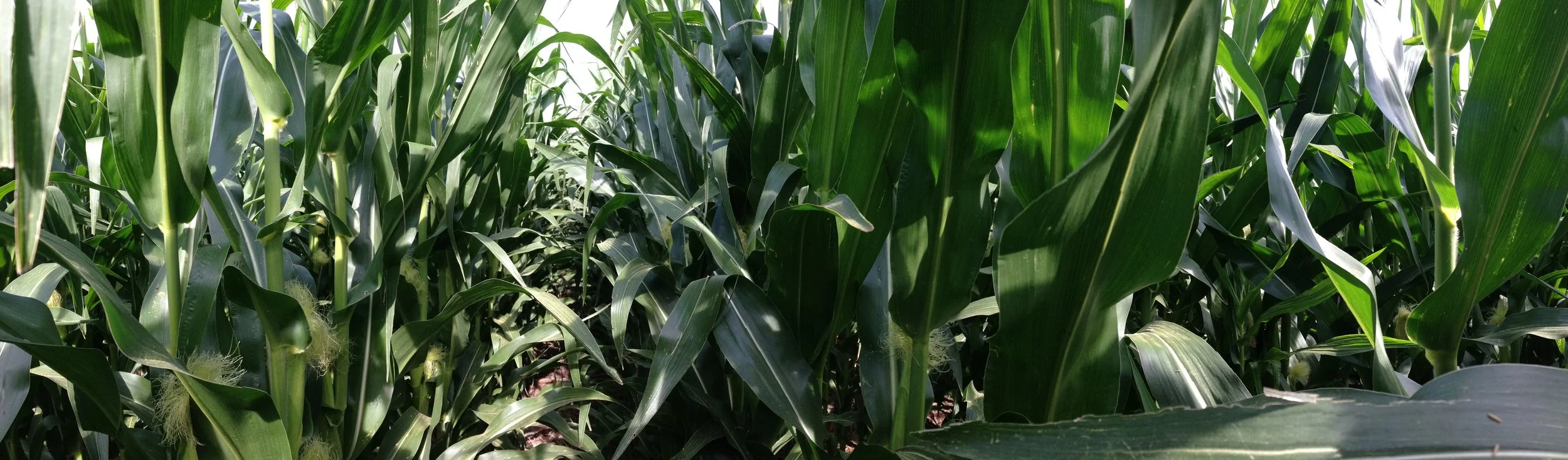 Growning Corn Pano 2.JPG