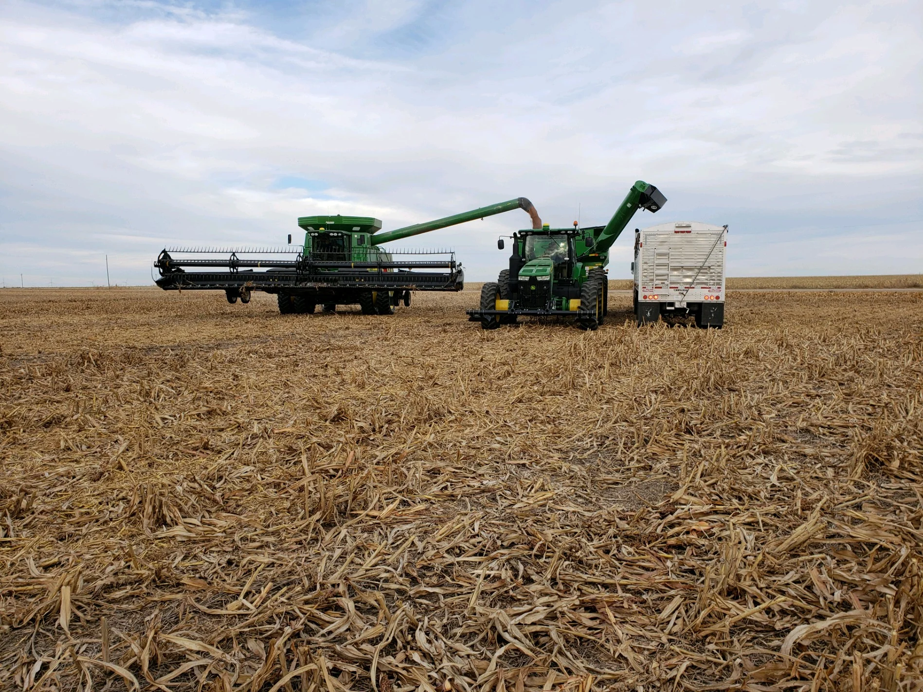 MIlo Harvest 2.JPG