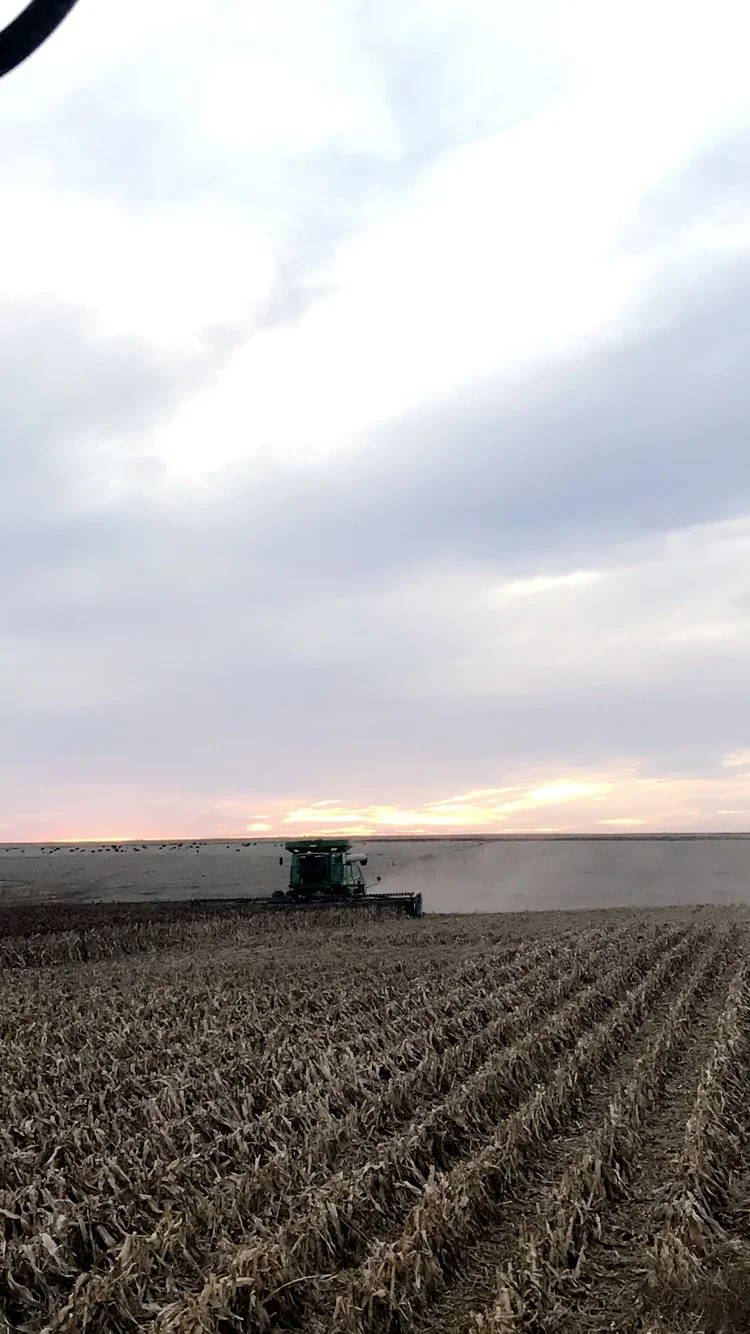 Milo Harvest 3.JPG