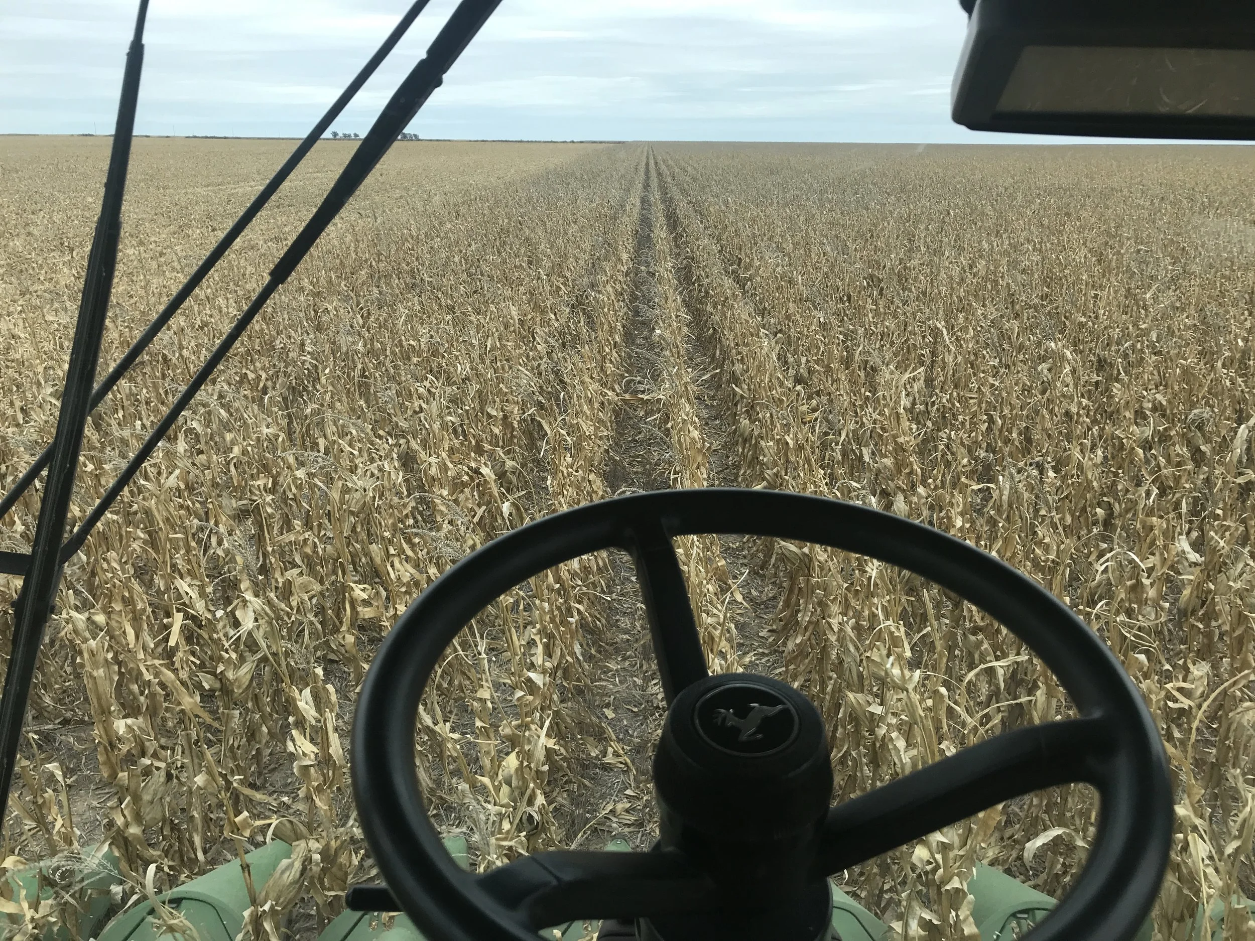 Corn Harvest 2.JPG