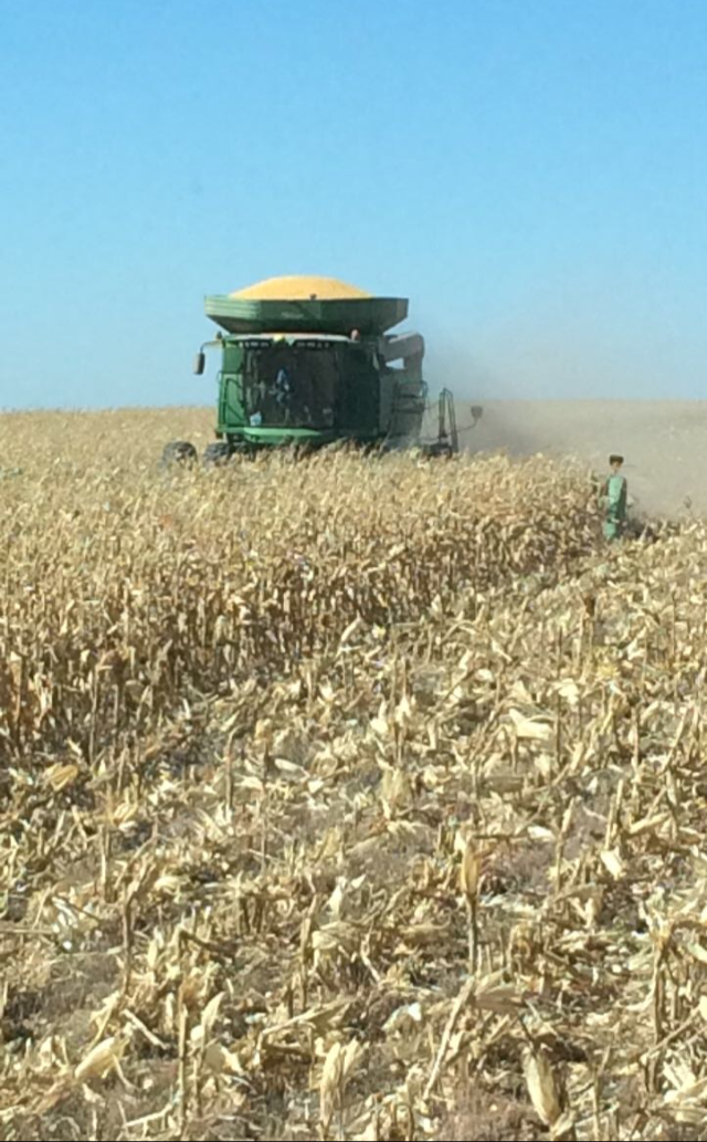 Corn Harvest.PNG
