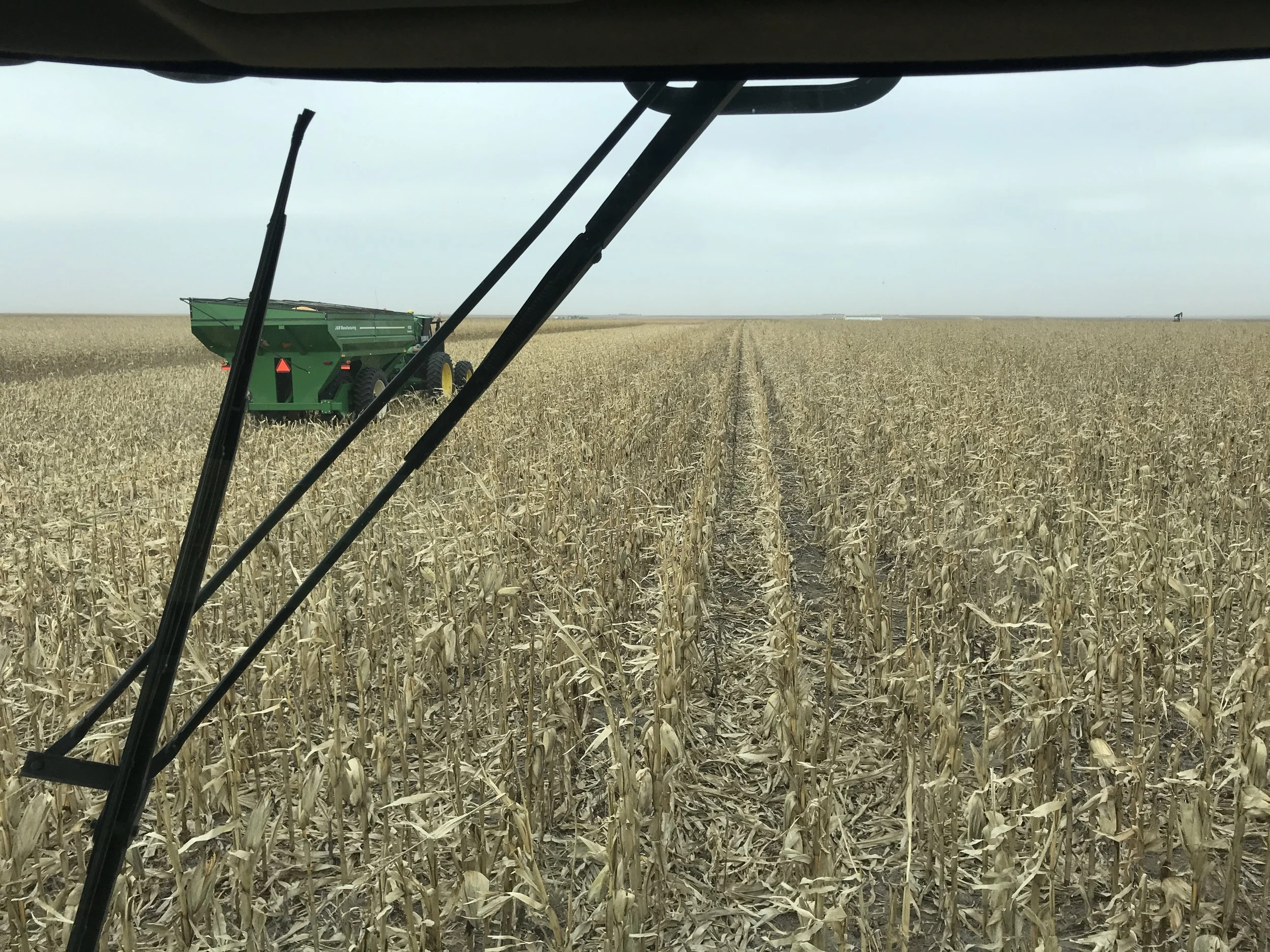 Corn Harvest 3.JPG