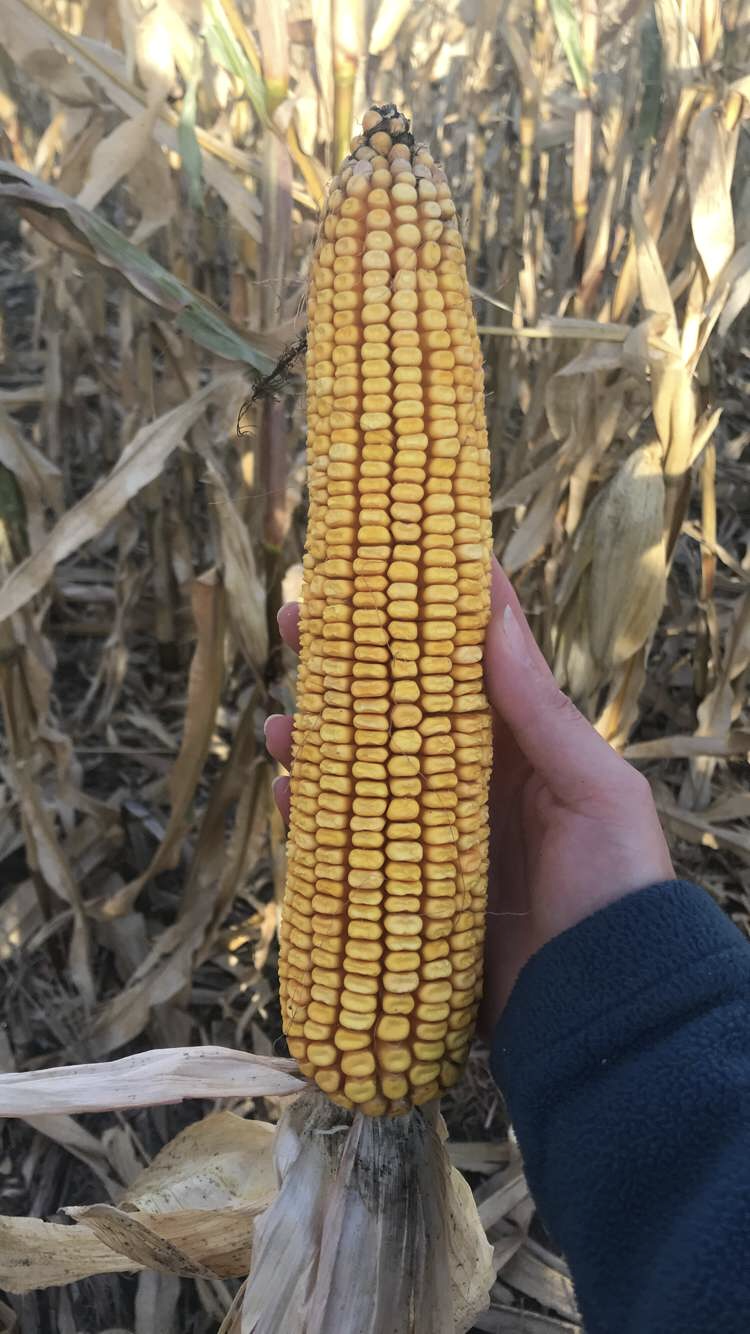 Ear of Corn.PNG