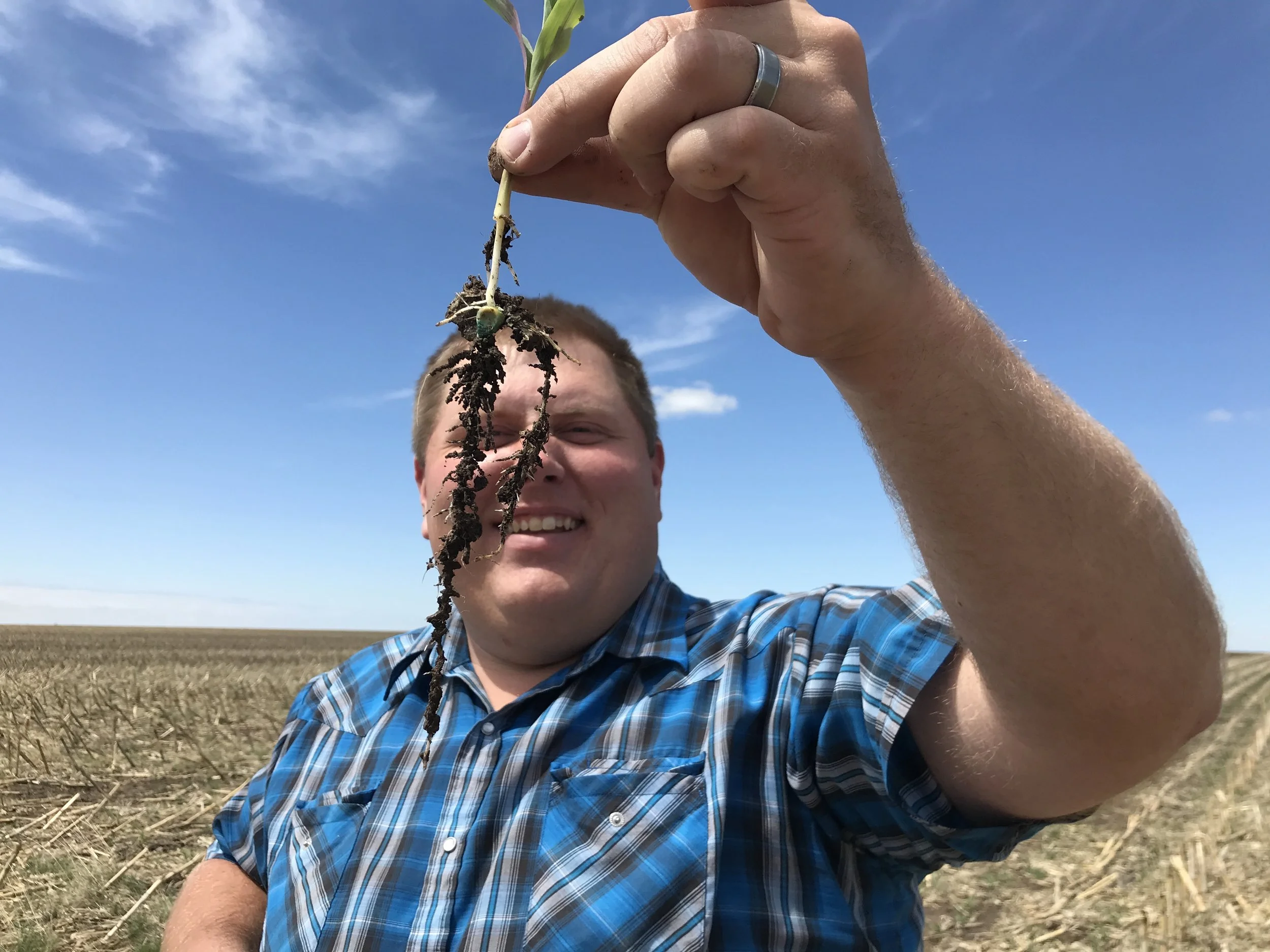 Growing Corn Roots 1.JPG