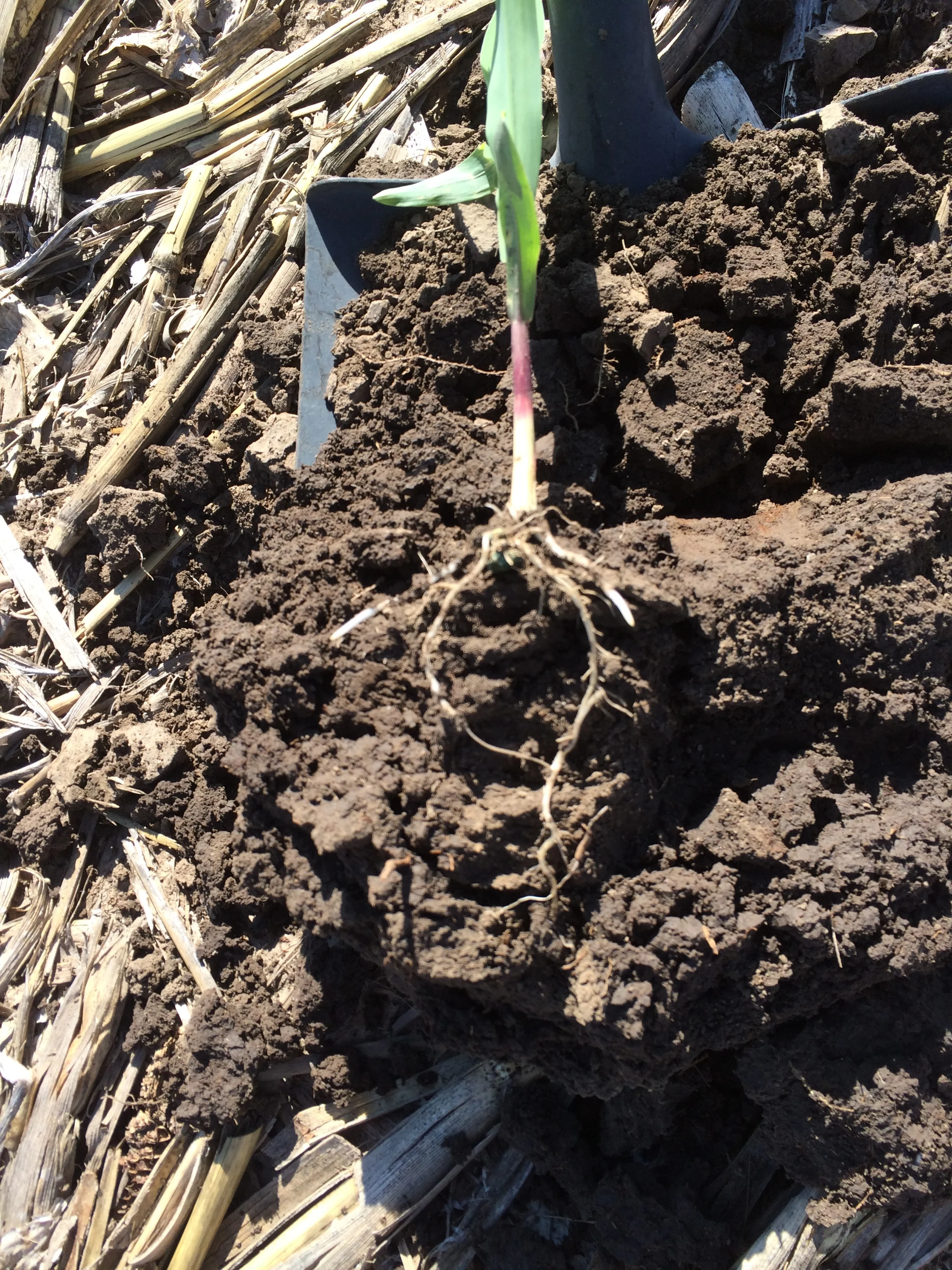 Growing Corn Roots 3.JPG