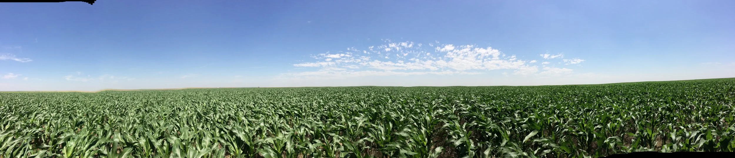 Growing Corn Pano.JPG