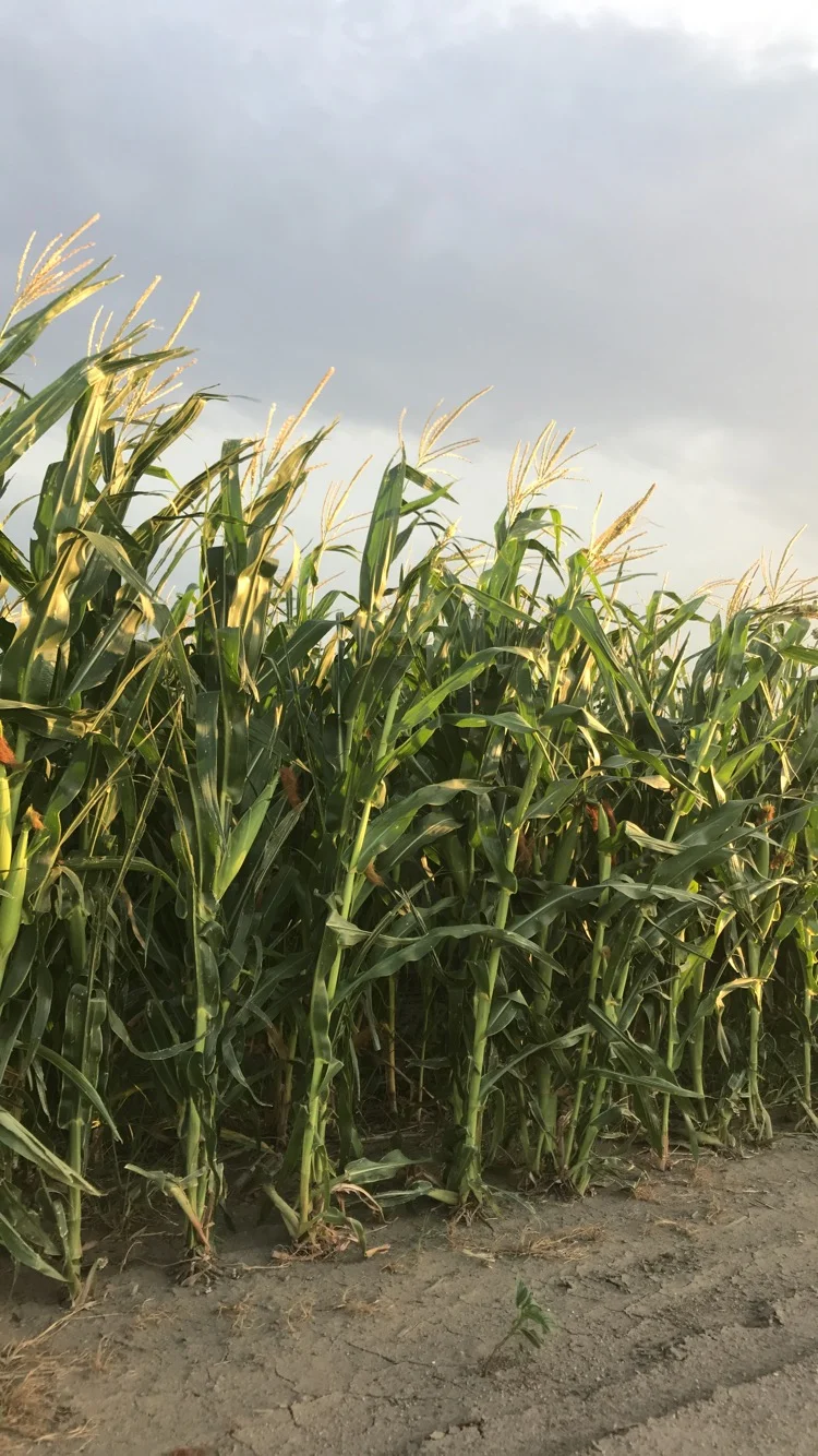 Growing Corn Tassel.JPG