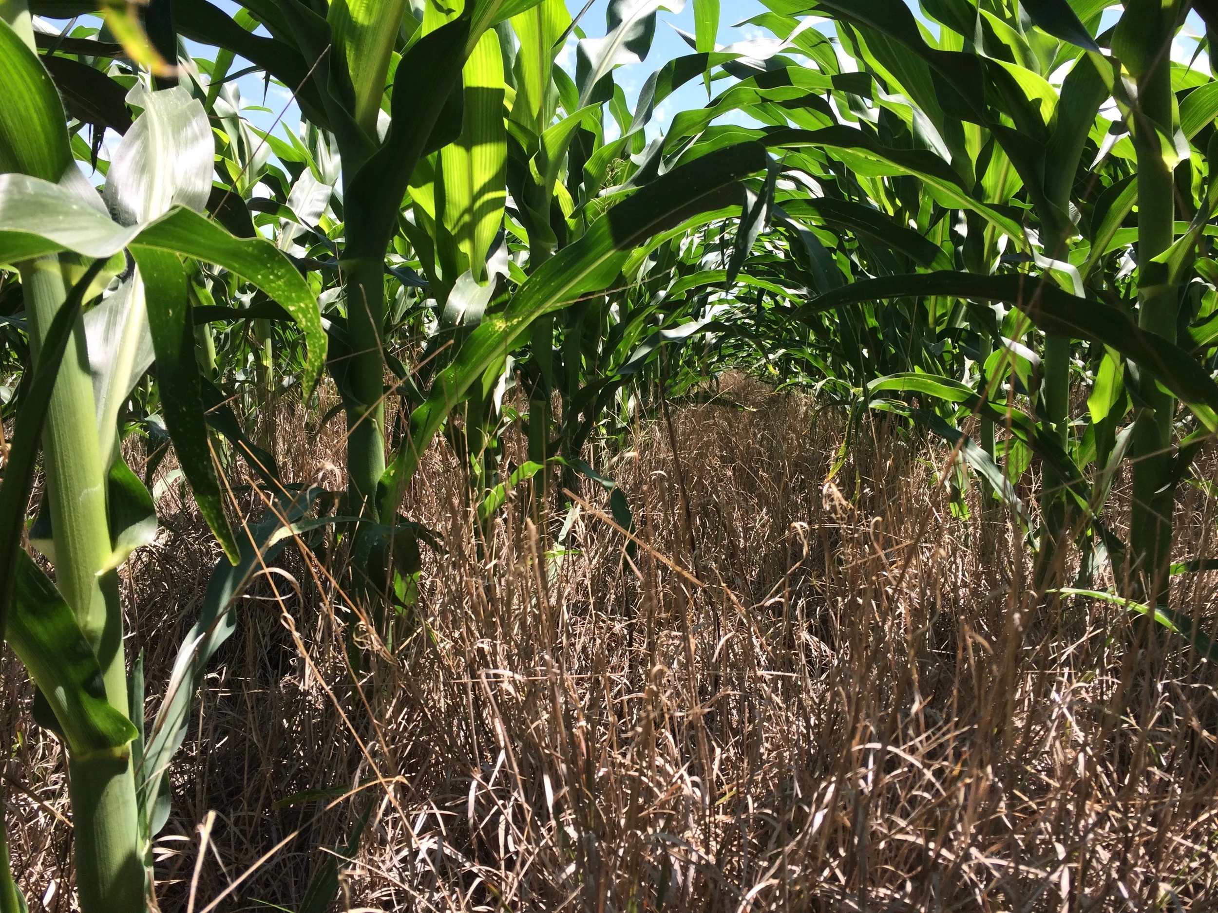 Growing Corn.JPG
