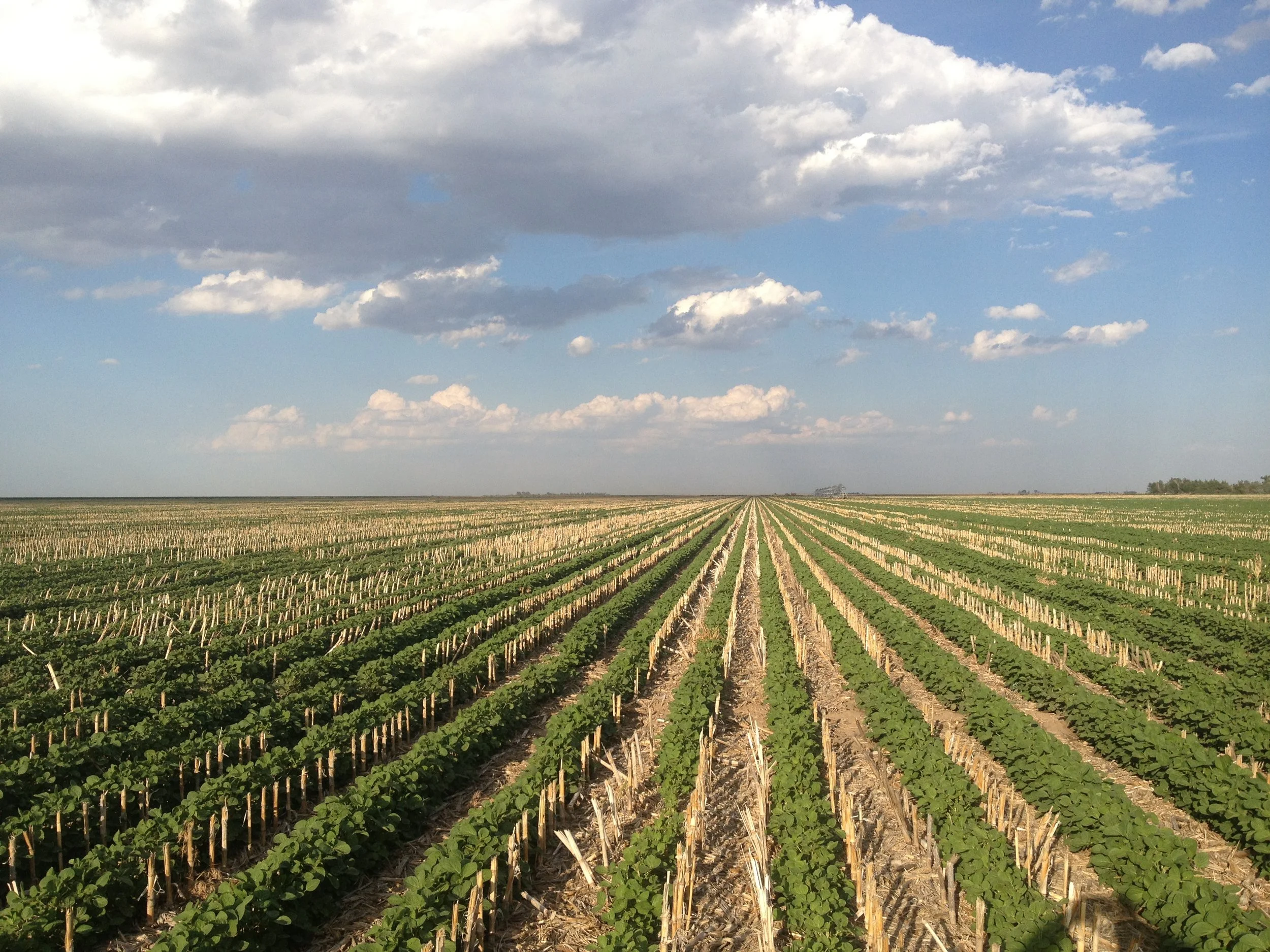 Growing Soybeans.JPG