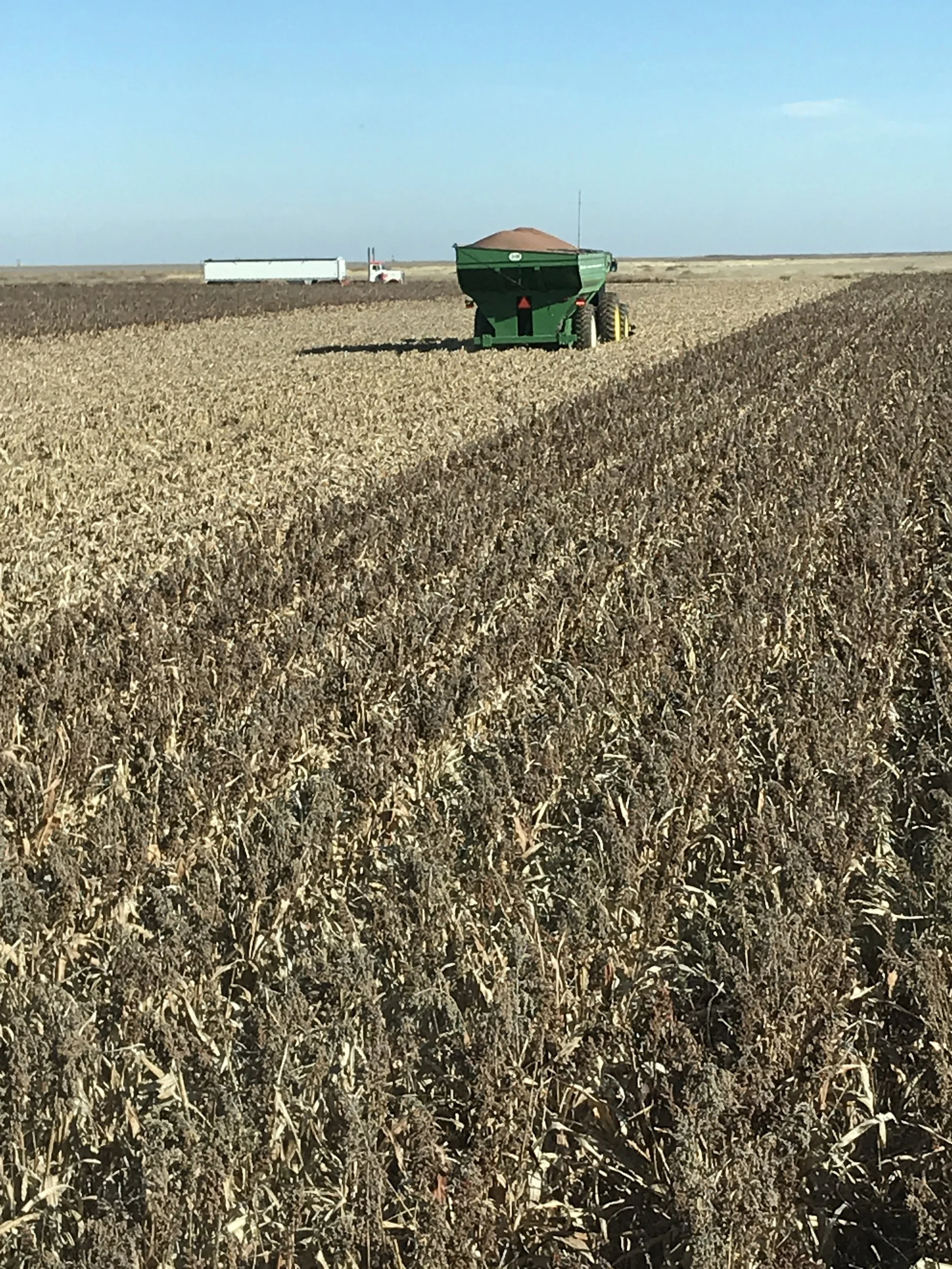 Milo Harvest 4.JPG
