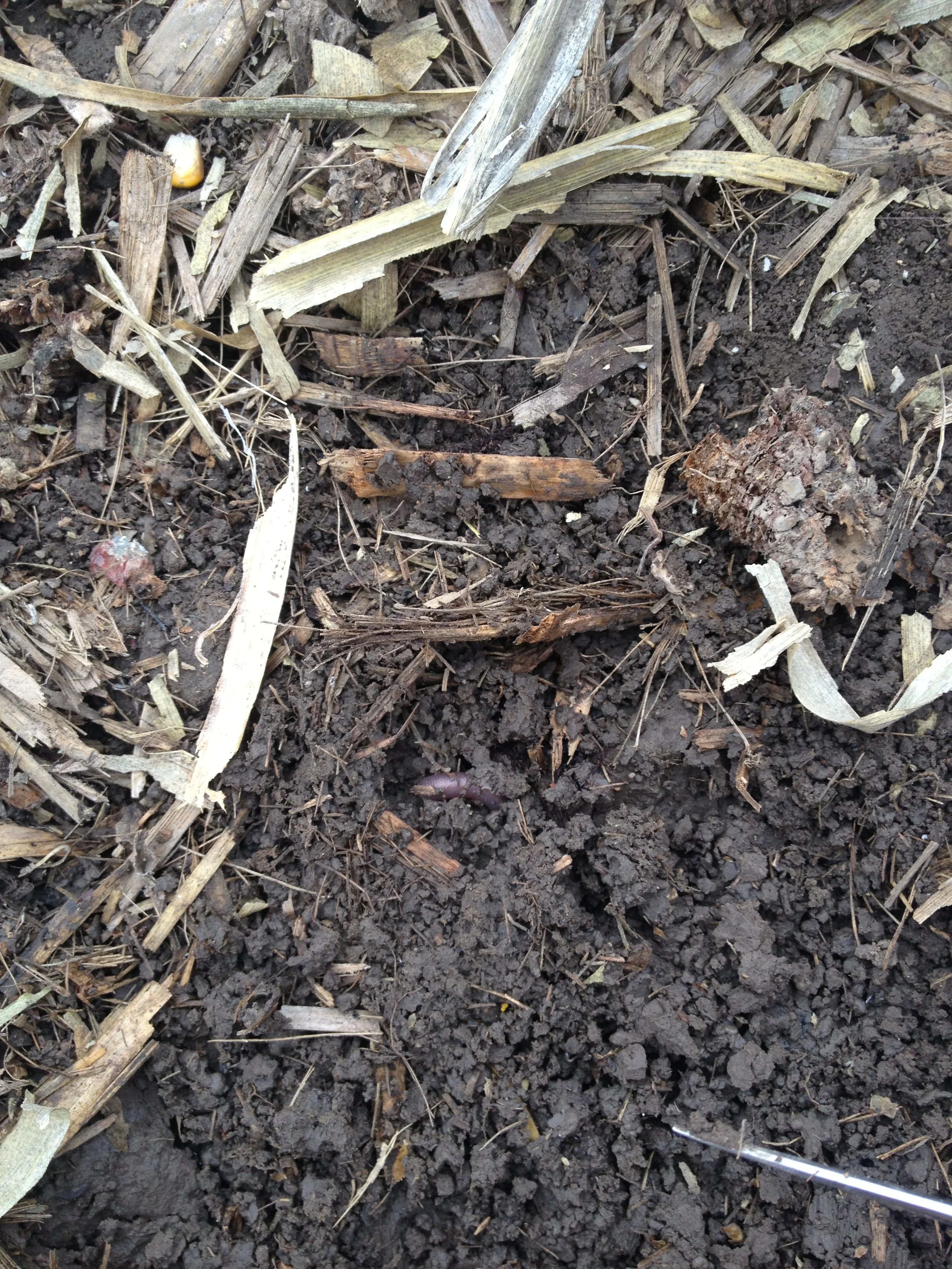 Soil Health - Worm.JPG