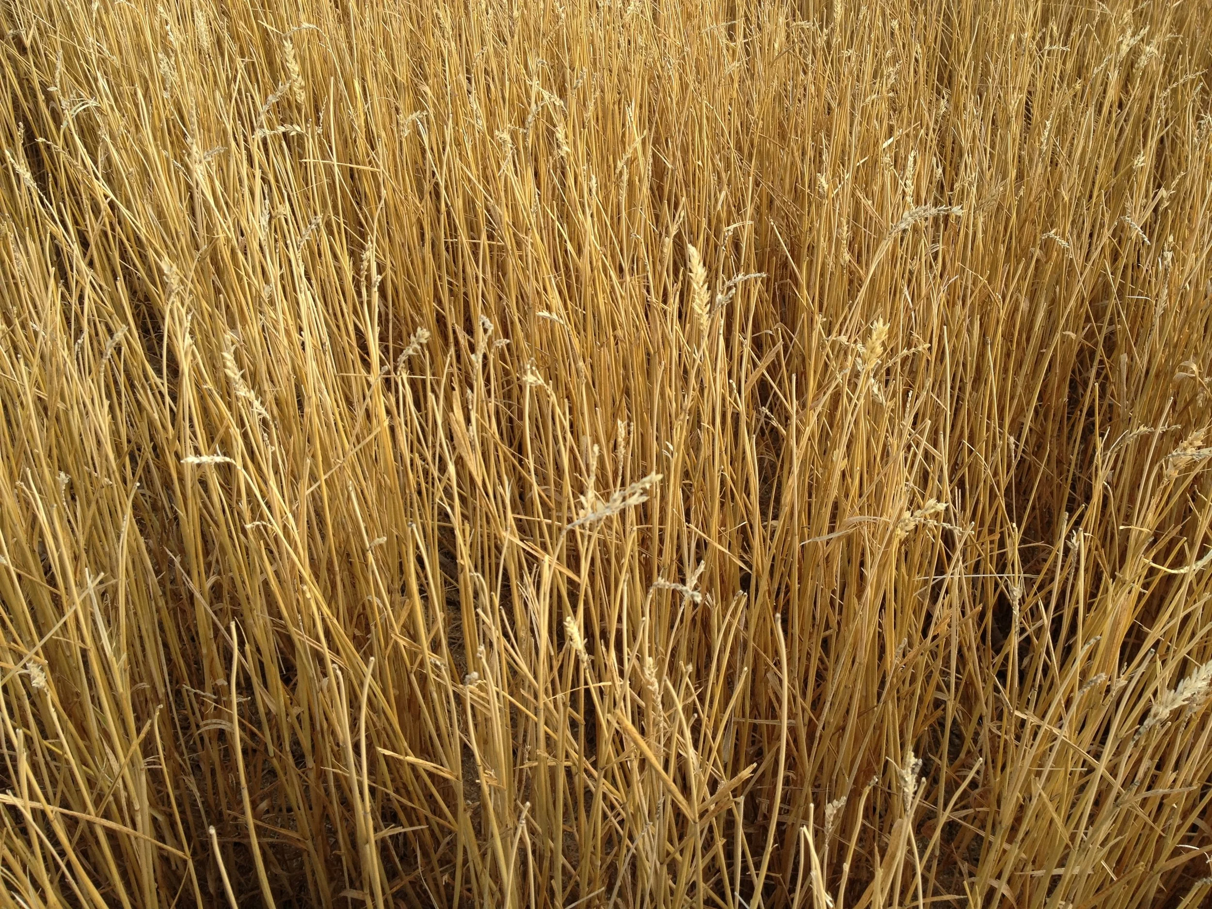 Stripper Wheat Stubble.JPG