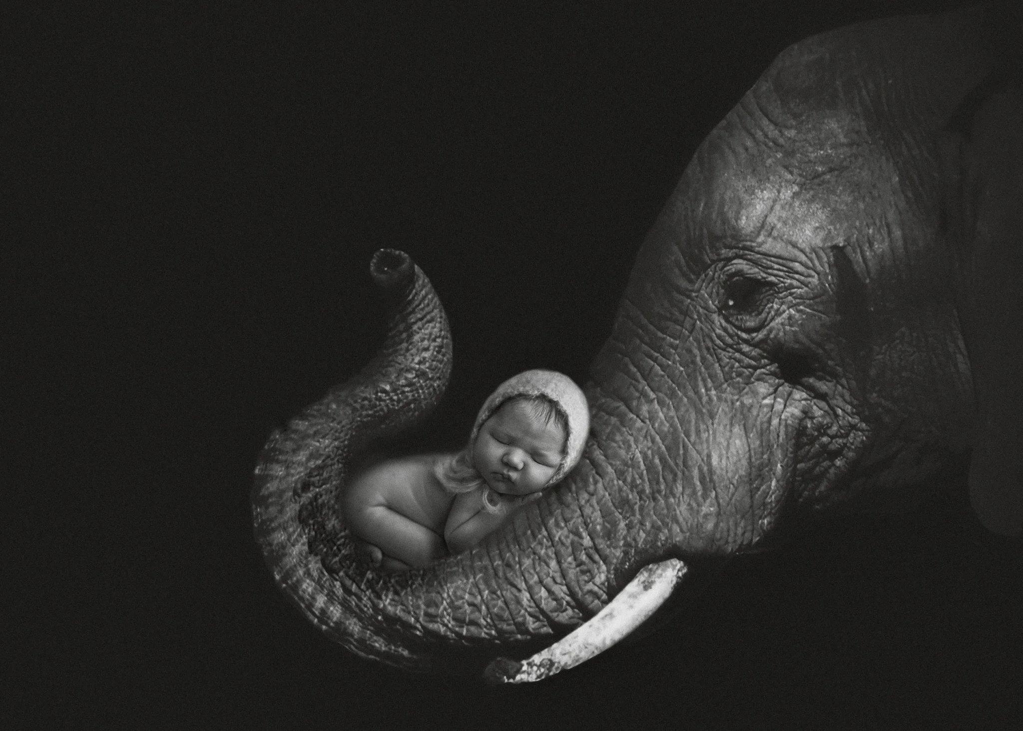 NewbornElephant.jpg