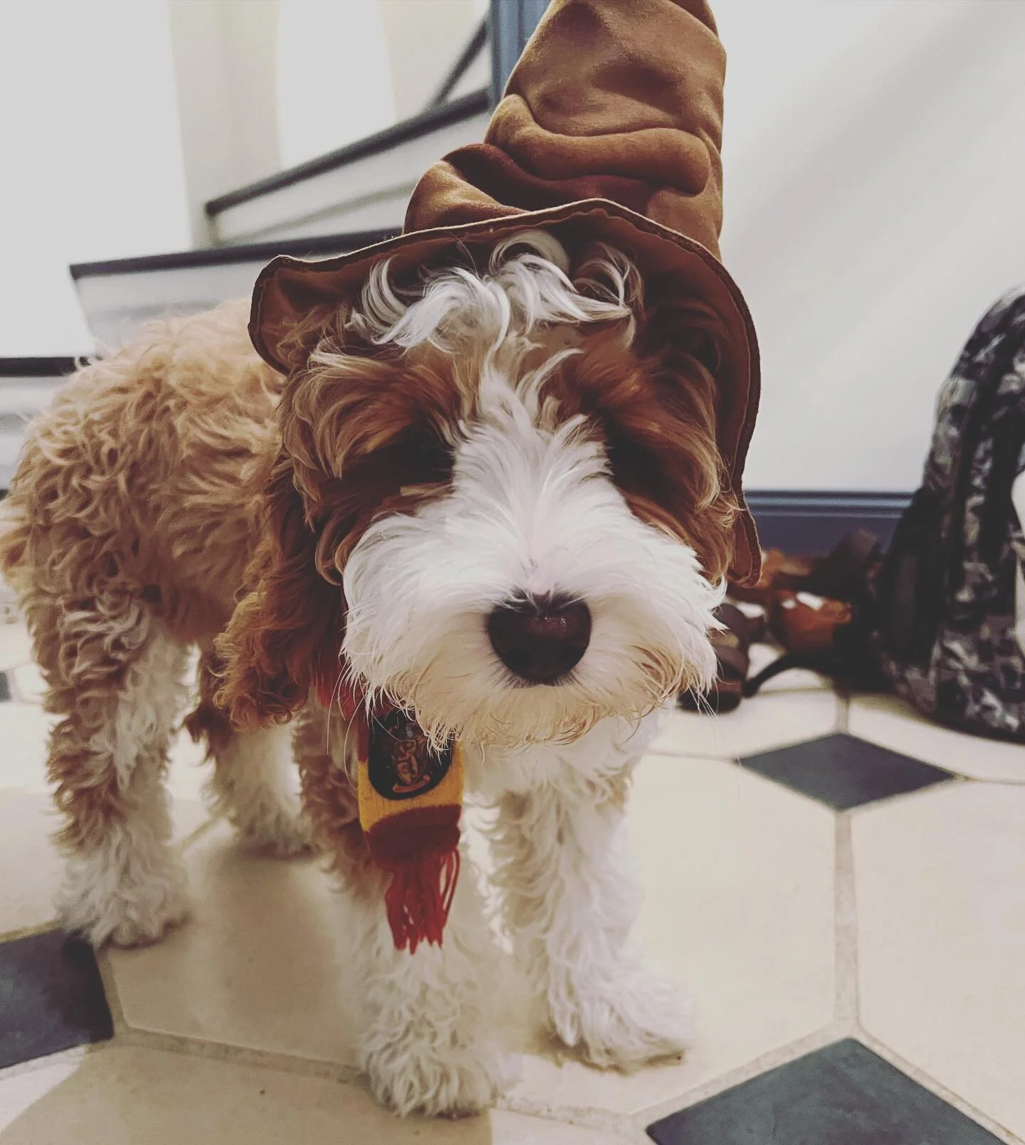 Happy Halloween from Ginny Weasley. 🪄Missing our Boston Halloween so much today. Do it up for us, friends&hellip; there is nothing like it!! 👻🎃💀