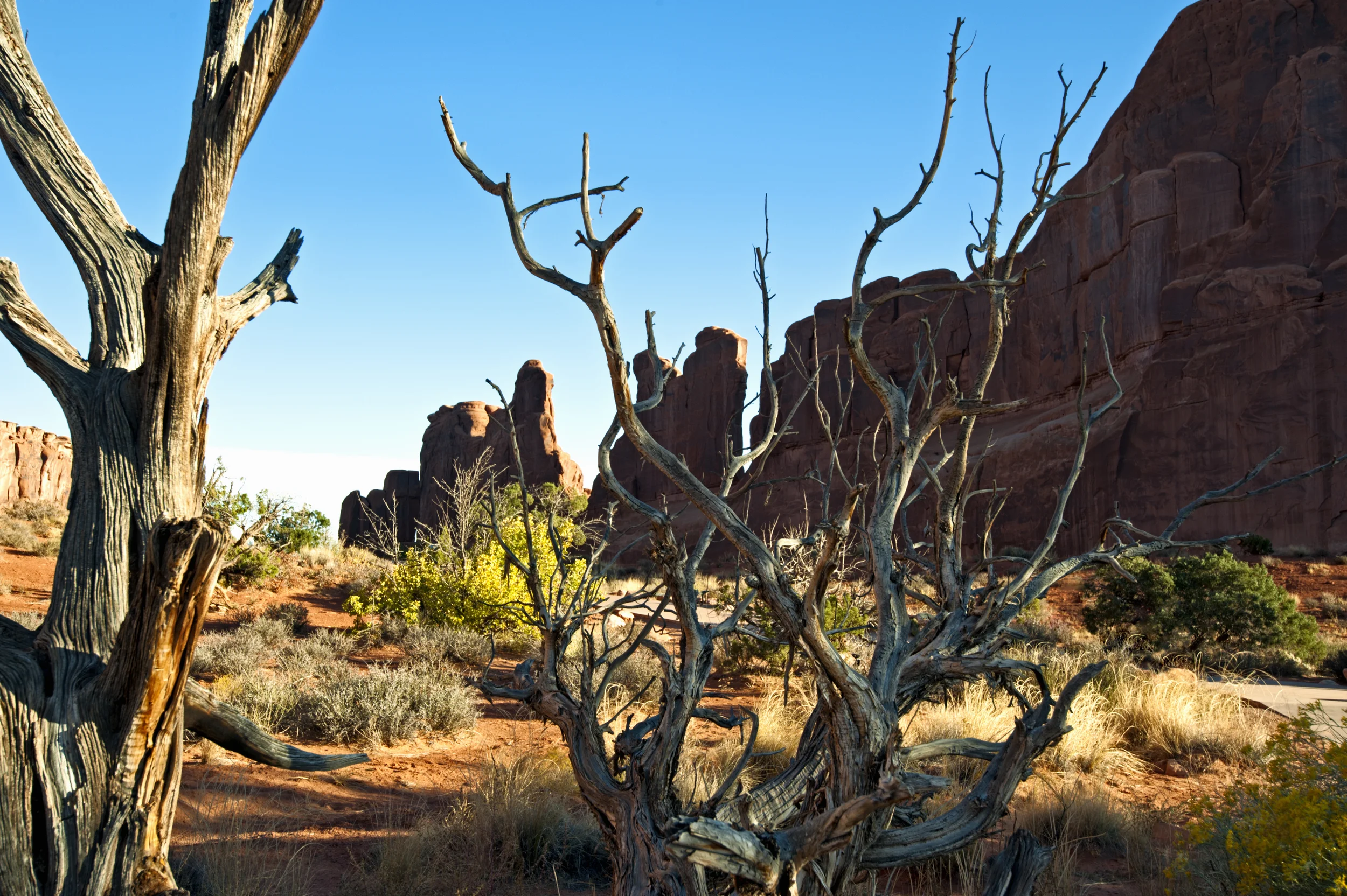 _DSC1007.jpg
