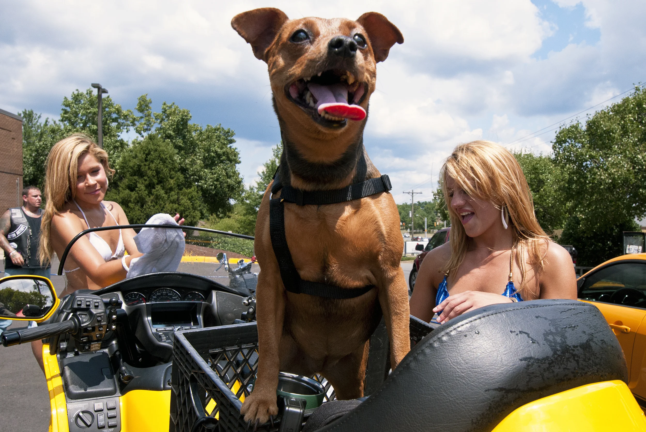Puppy Steals the Show at Charity Bikini Bike Wash