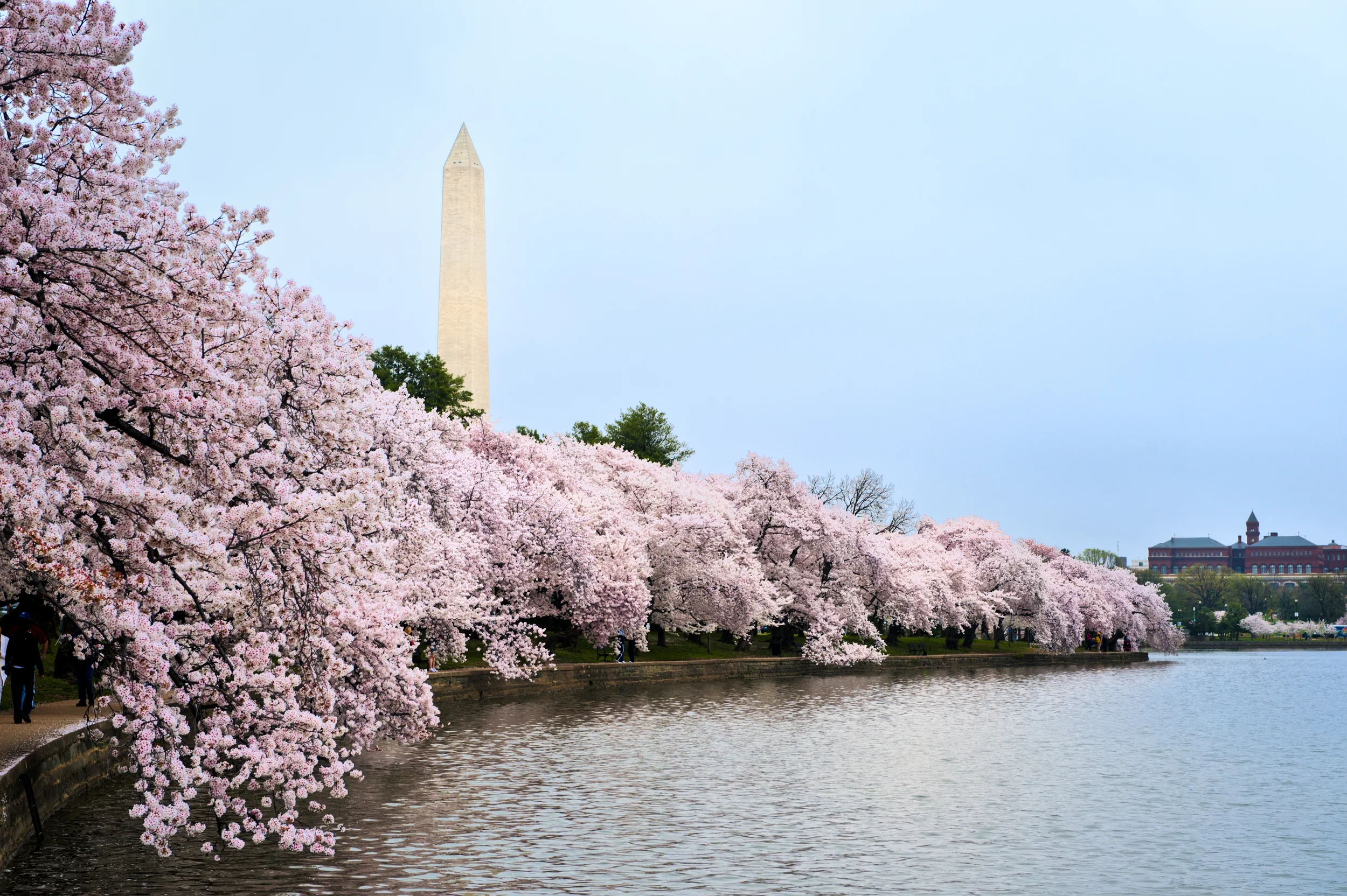 The National Cherry Blossom Festival, Washington D.C.