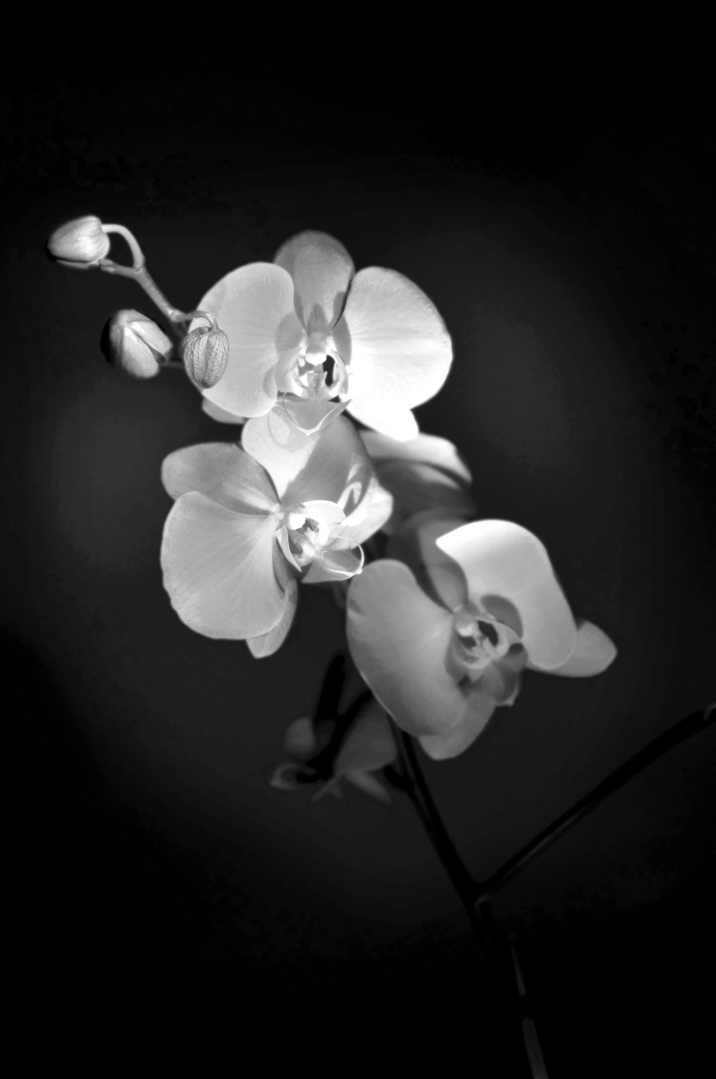 _KLH1586BW.jpg