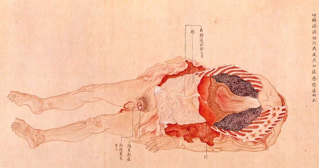med_illustration_31.jpg