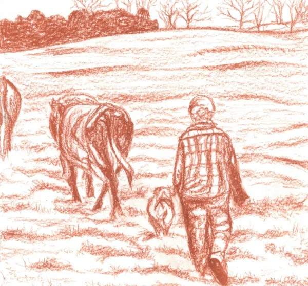 Asher (our dog) and I bringing the dairy cows back to pasture after milking. This was our second fall on the farm, and our first fall with our cows. FOR SALE $250