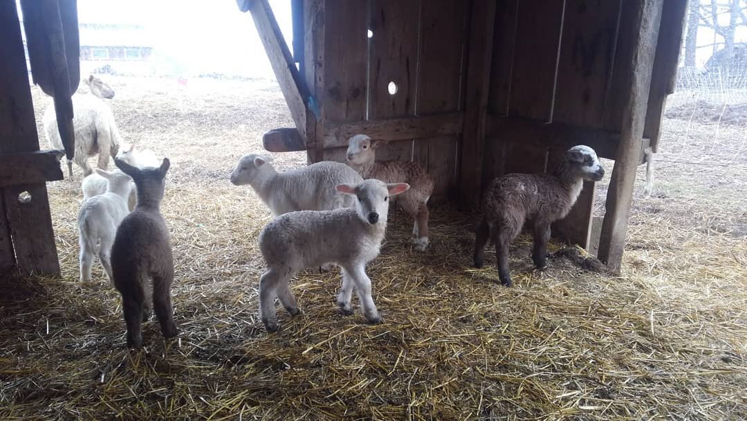 Grateful for the warmth today. The lambs have been hunkering down in their shelter through the cold nights and rain storms . . venturing out bravely now and again to follow their mothers at hay feeding time (2nd photo).