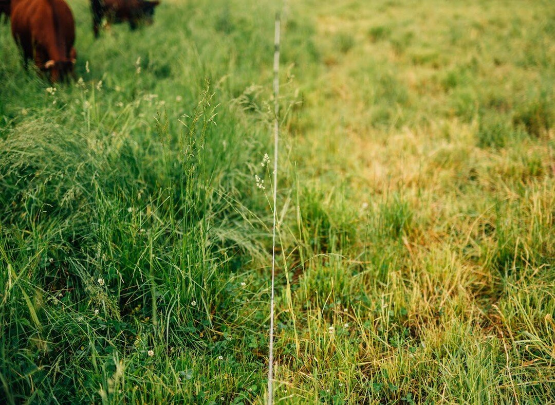 Our Farmstand is open TODAY from 4 - 7 pm. Our Meat CSA starts TODAY. Flexible pickups during our Farmstand every Wednesday. There are still spaces to SIGN UP! Link in bio. 
.
Grass is growing and soon we will be grazing. Our daily work with our catt