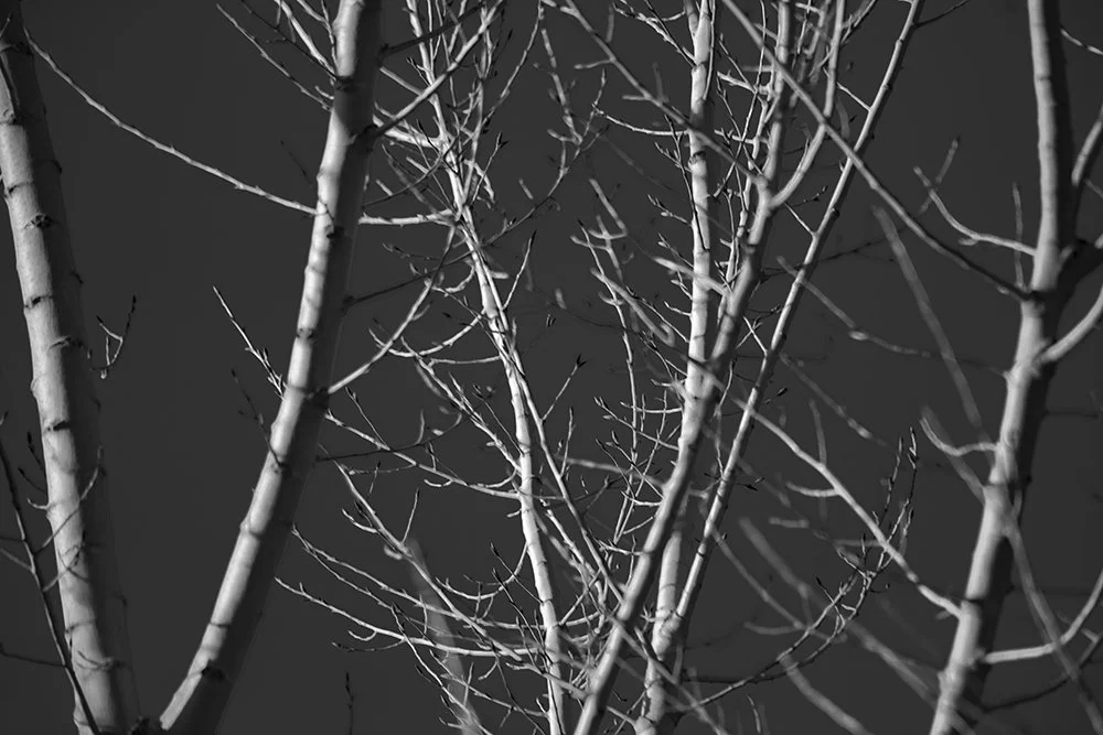 Image 34 -DSC08304 - BW.jpg