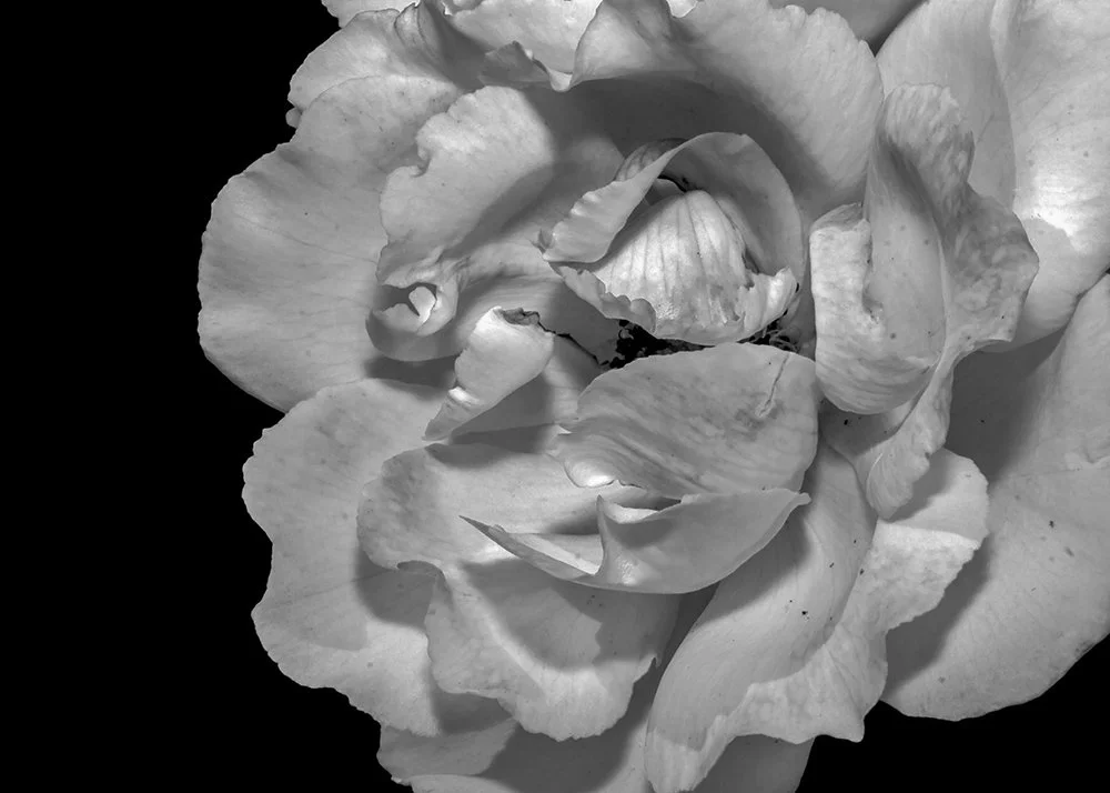 IMG_0161, v2 Crop 1.jpg