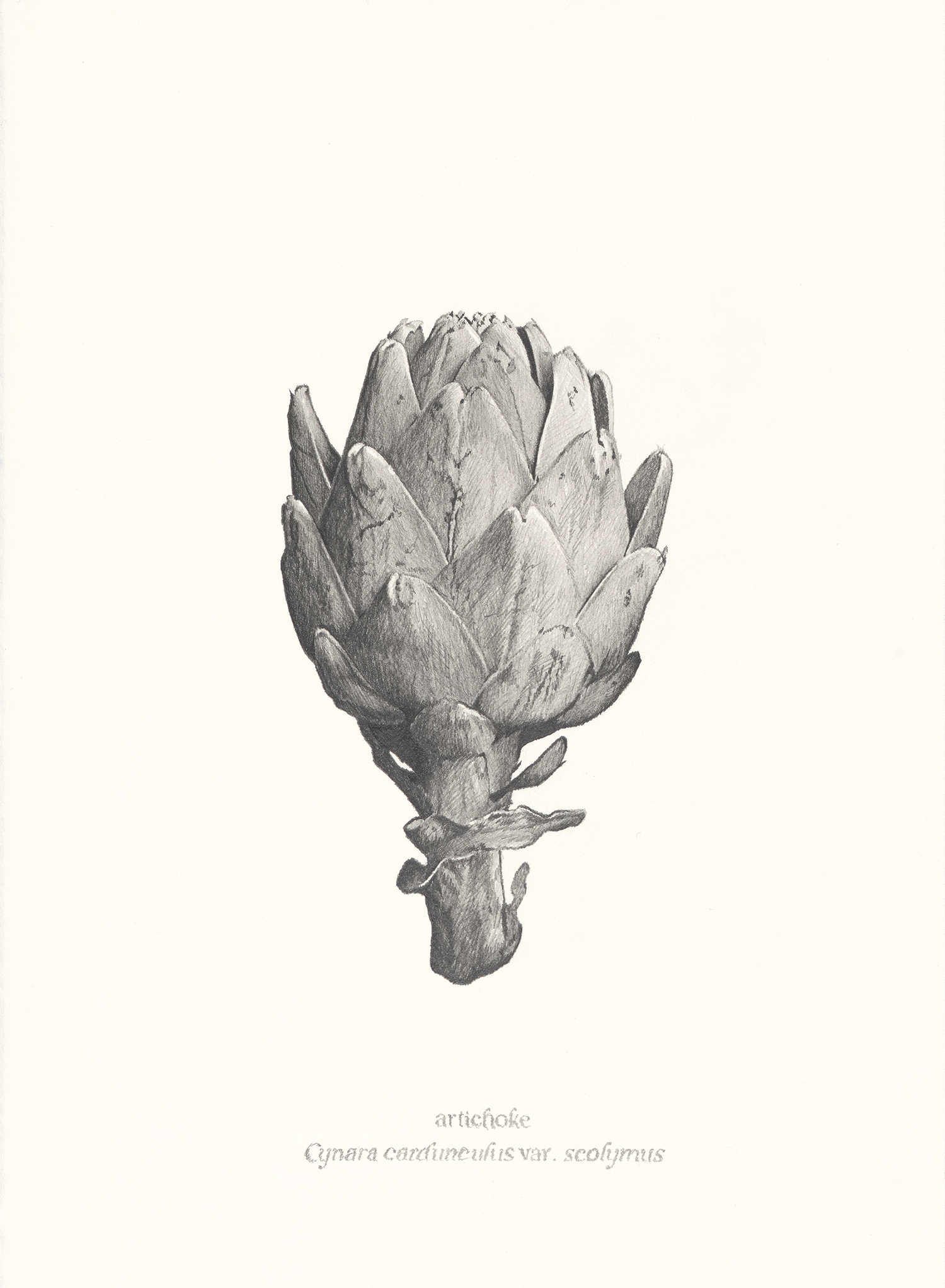   Artichoke , 2026, graphite pencil on paper, 15 × 11”  *SOLD* 