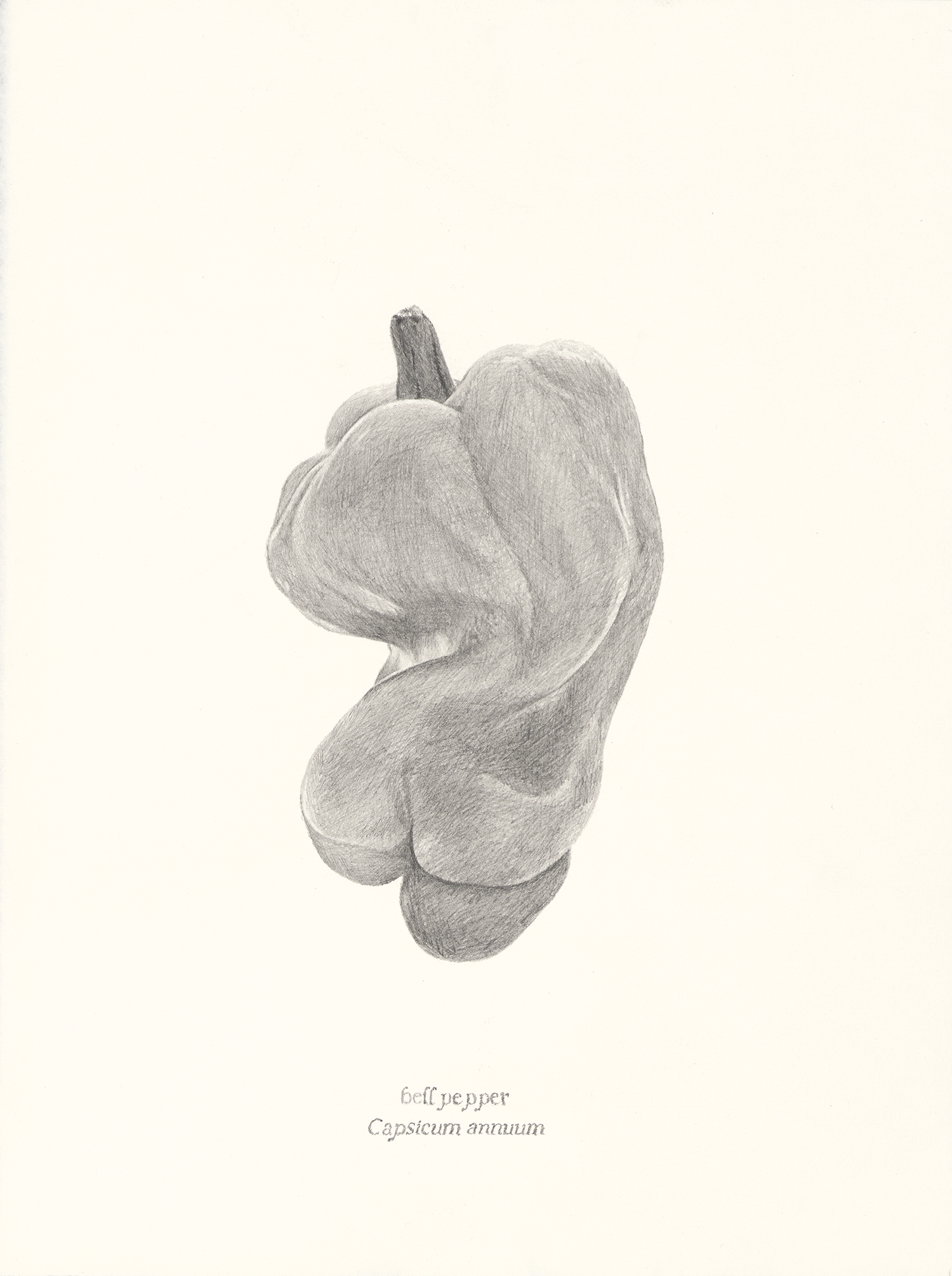   Bell Pepper , 2026, graphite pencil on paper, 15 × 11” 