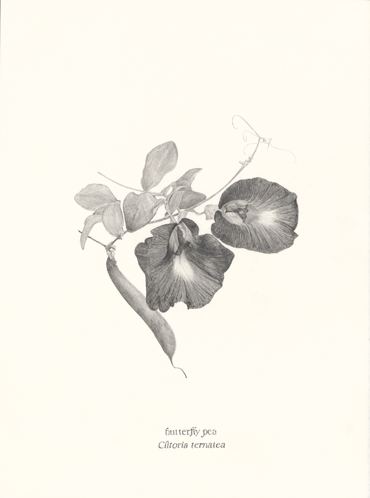   Butterfly Pea , 2026, graphite pencil on paper, 15 × 11” 