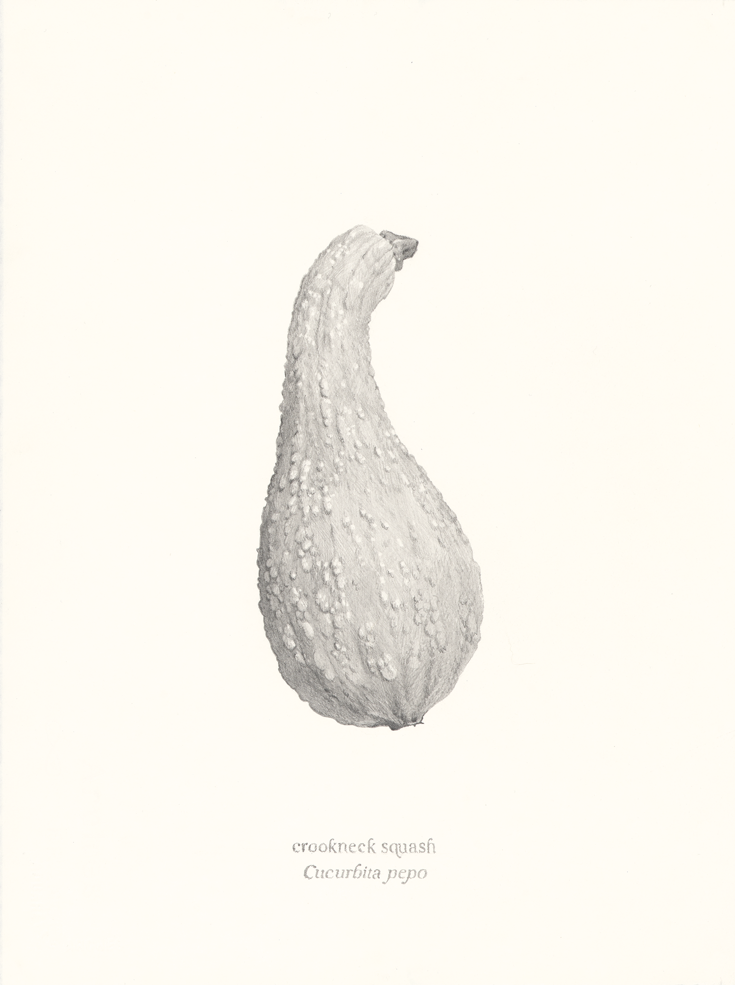   Crookneck Squash , 2026, graphite pencil on paper, 15 × 11” 