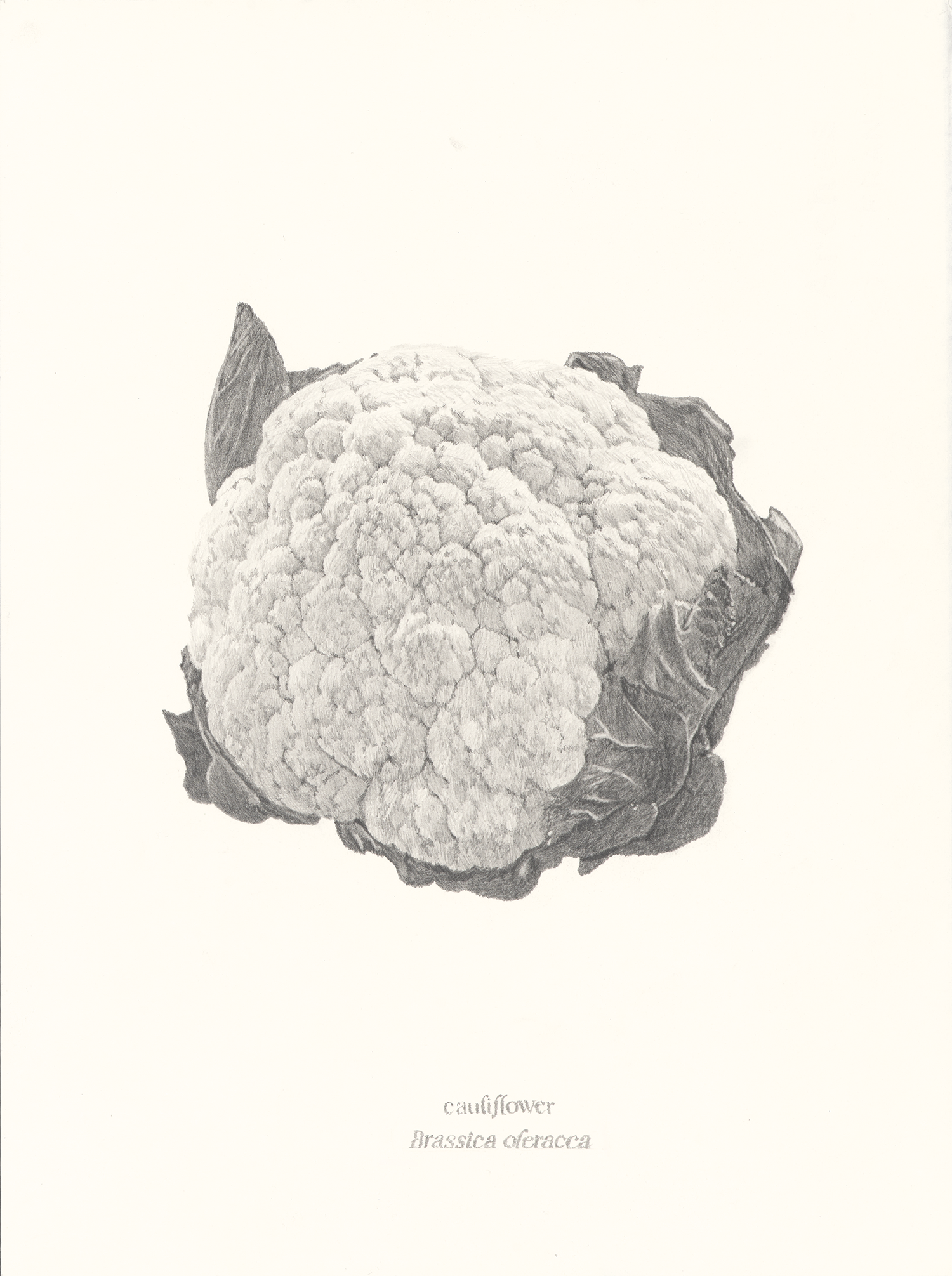   Cauliflower , 2026, graphite pencil on paper, 15 × 11” 