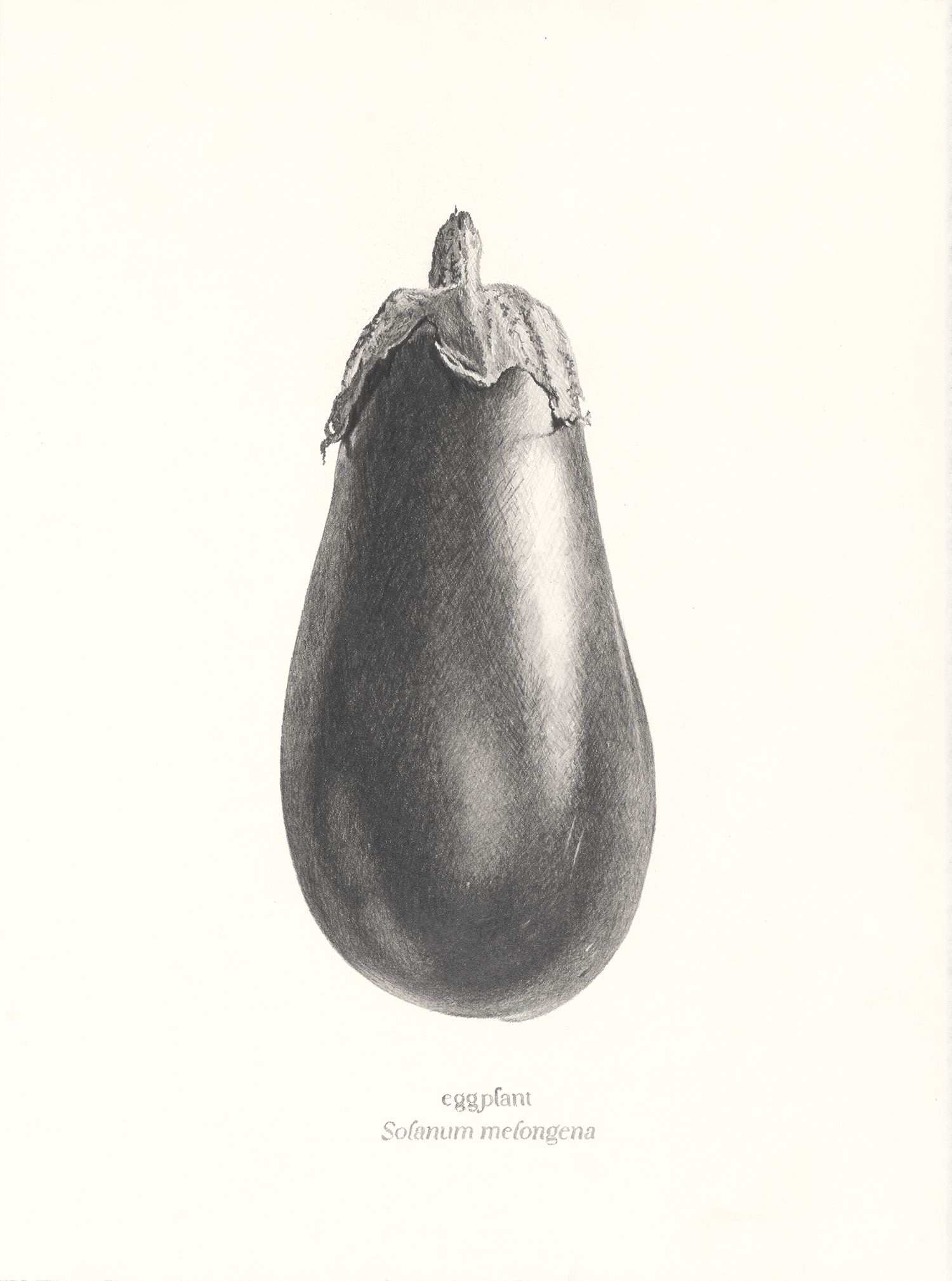   Eggplant , 2026, graphite pencil on paper, 15 × 11” 